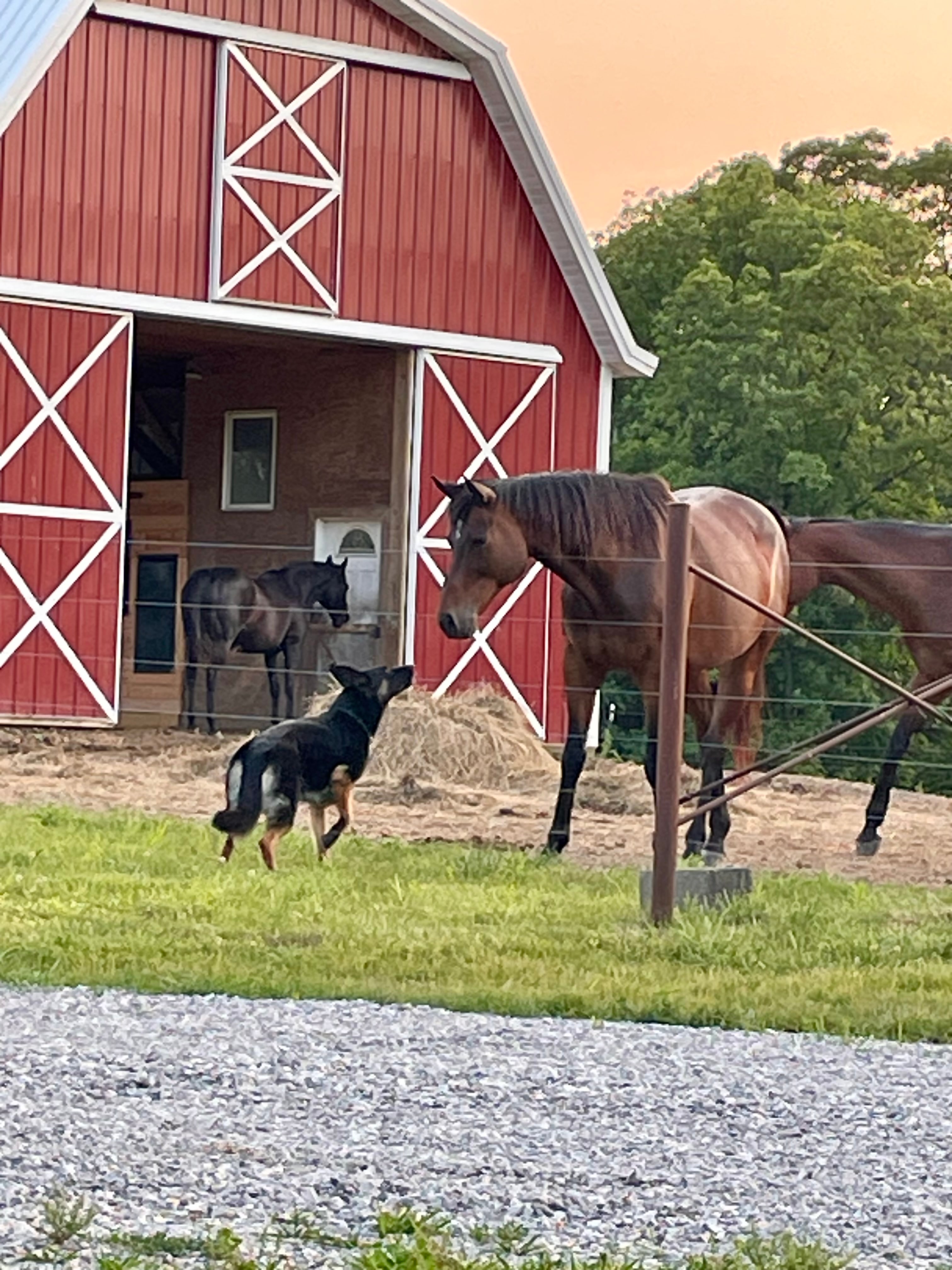 Selby Horse Farm Camping