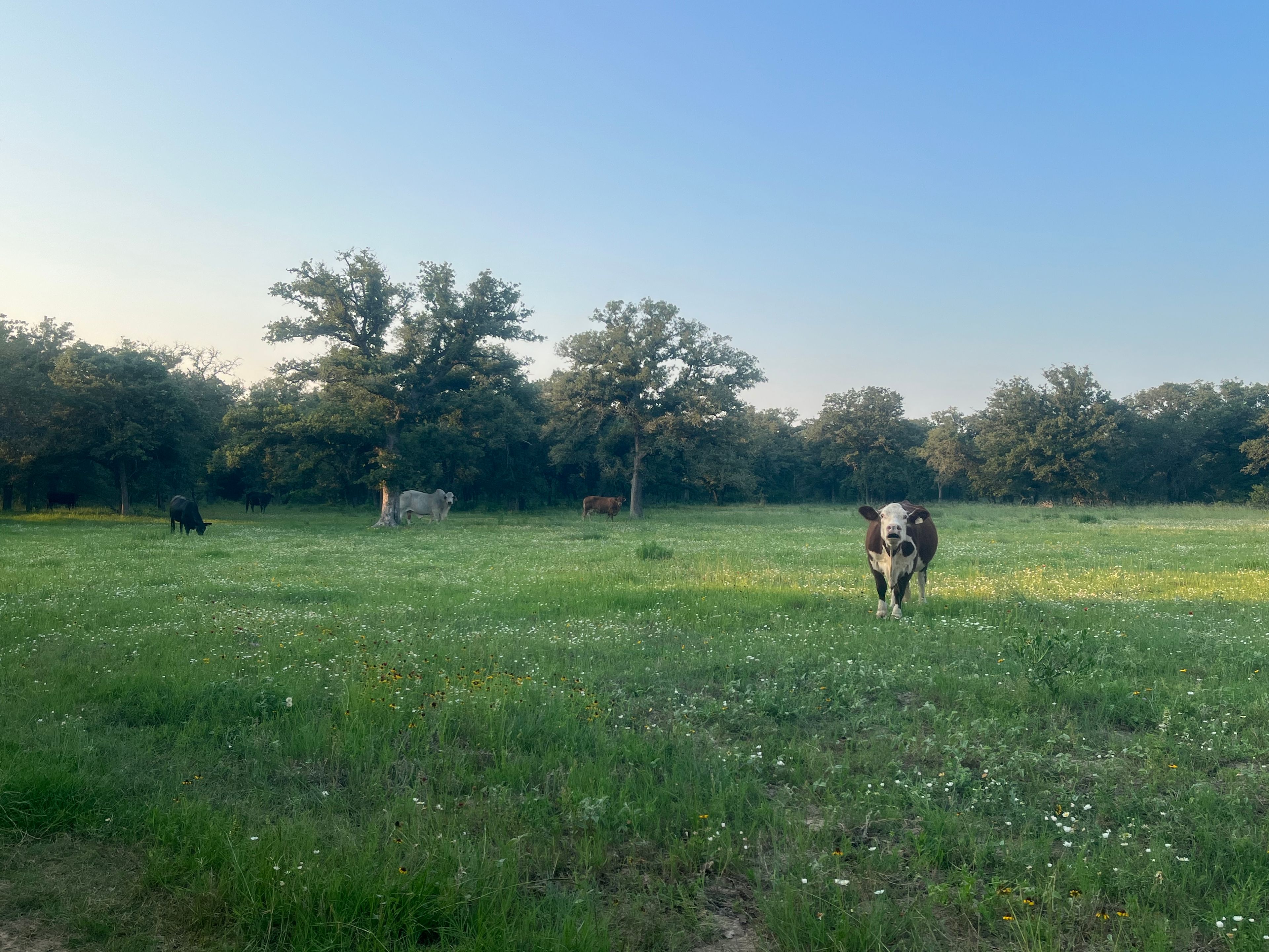 Enjoy open area where cattle and deer enjoy