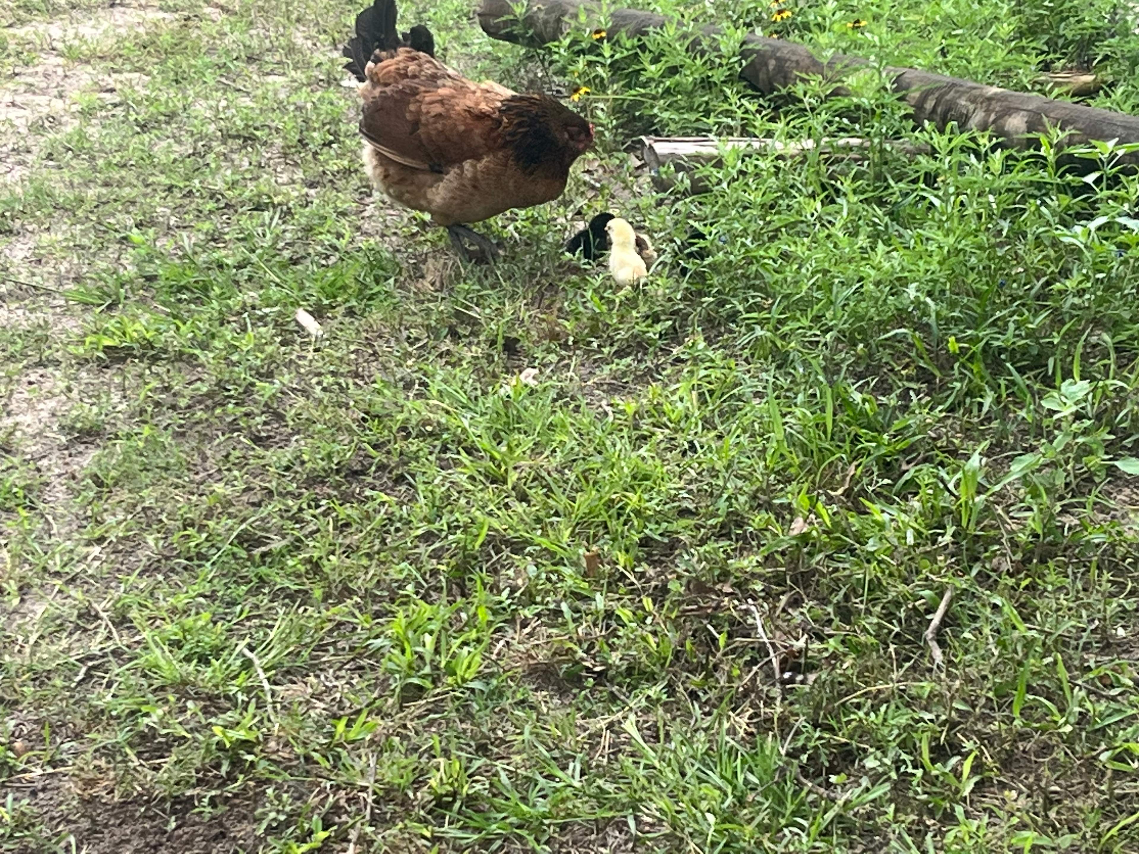 Some of the farm animals 