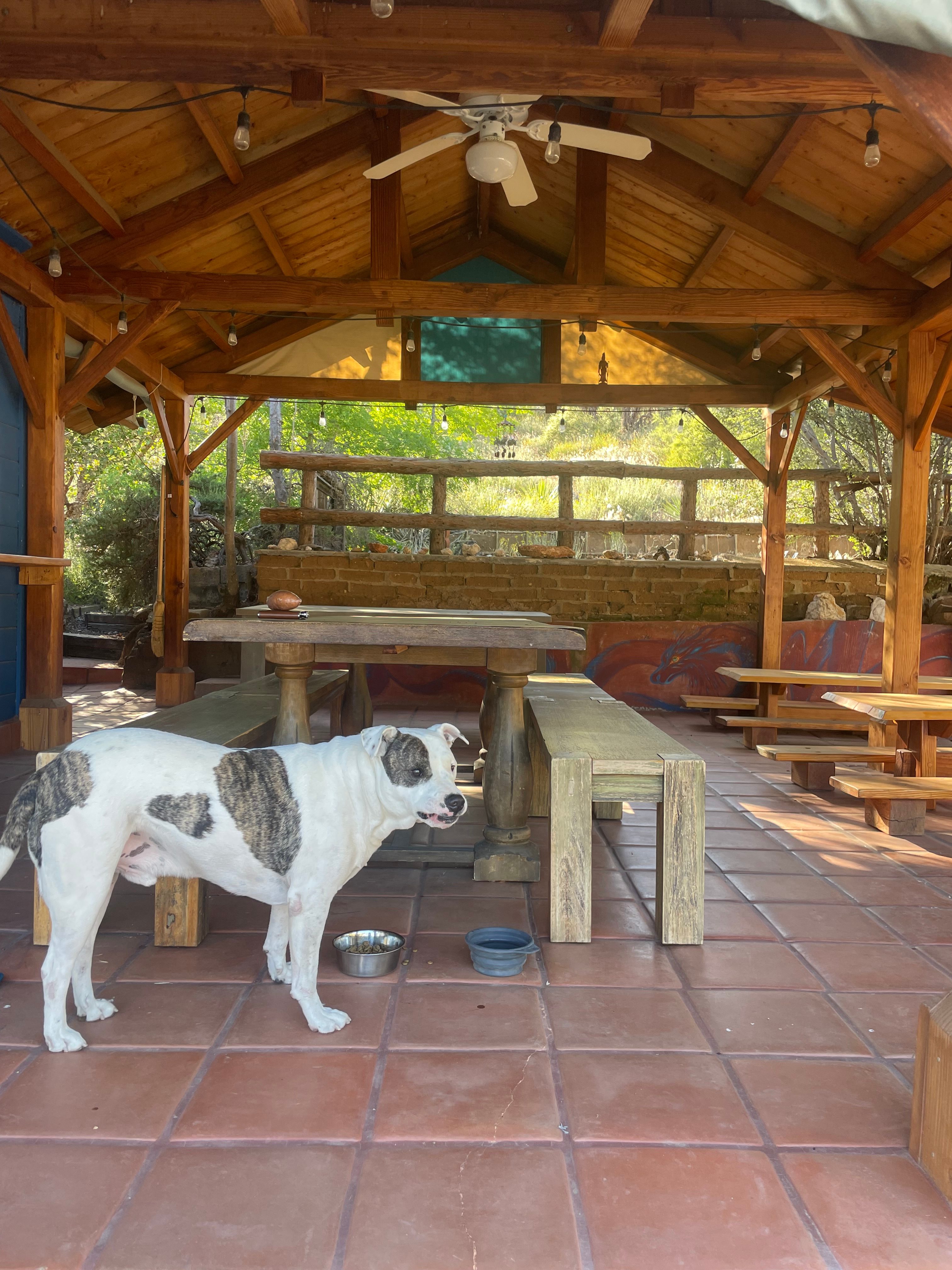Taz enjoying dinner outside of the kitchen. 