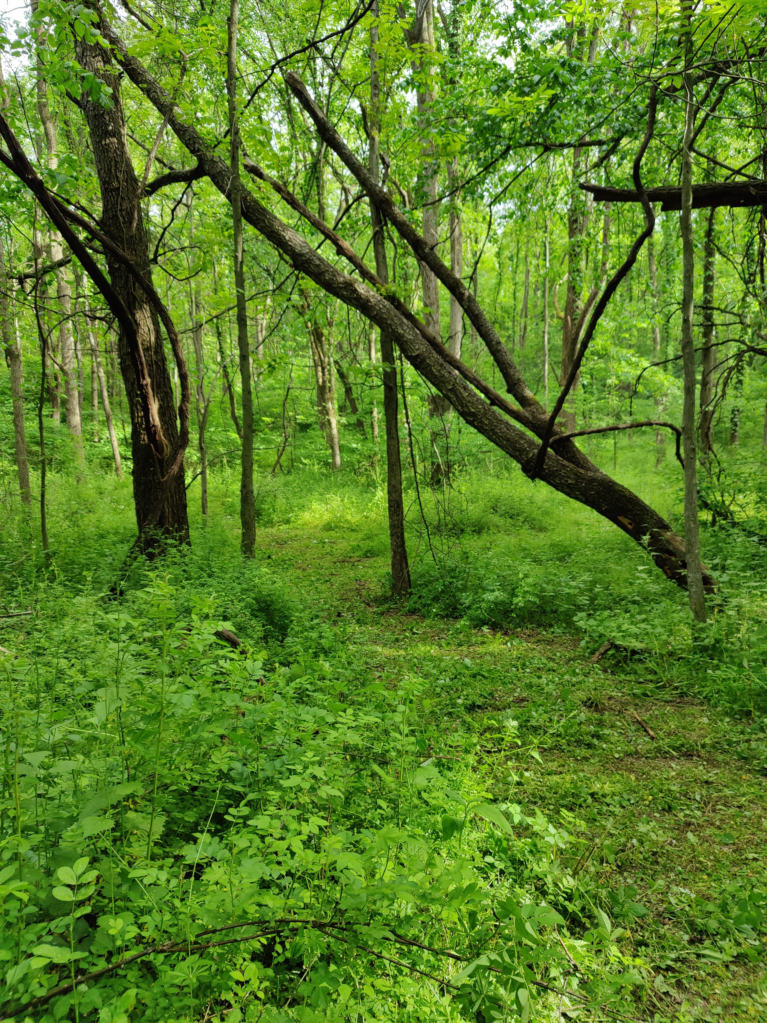 Gage Street Sanctuary