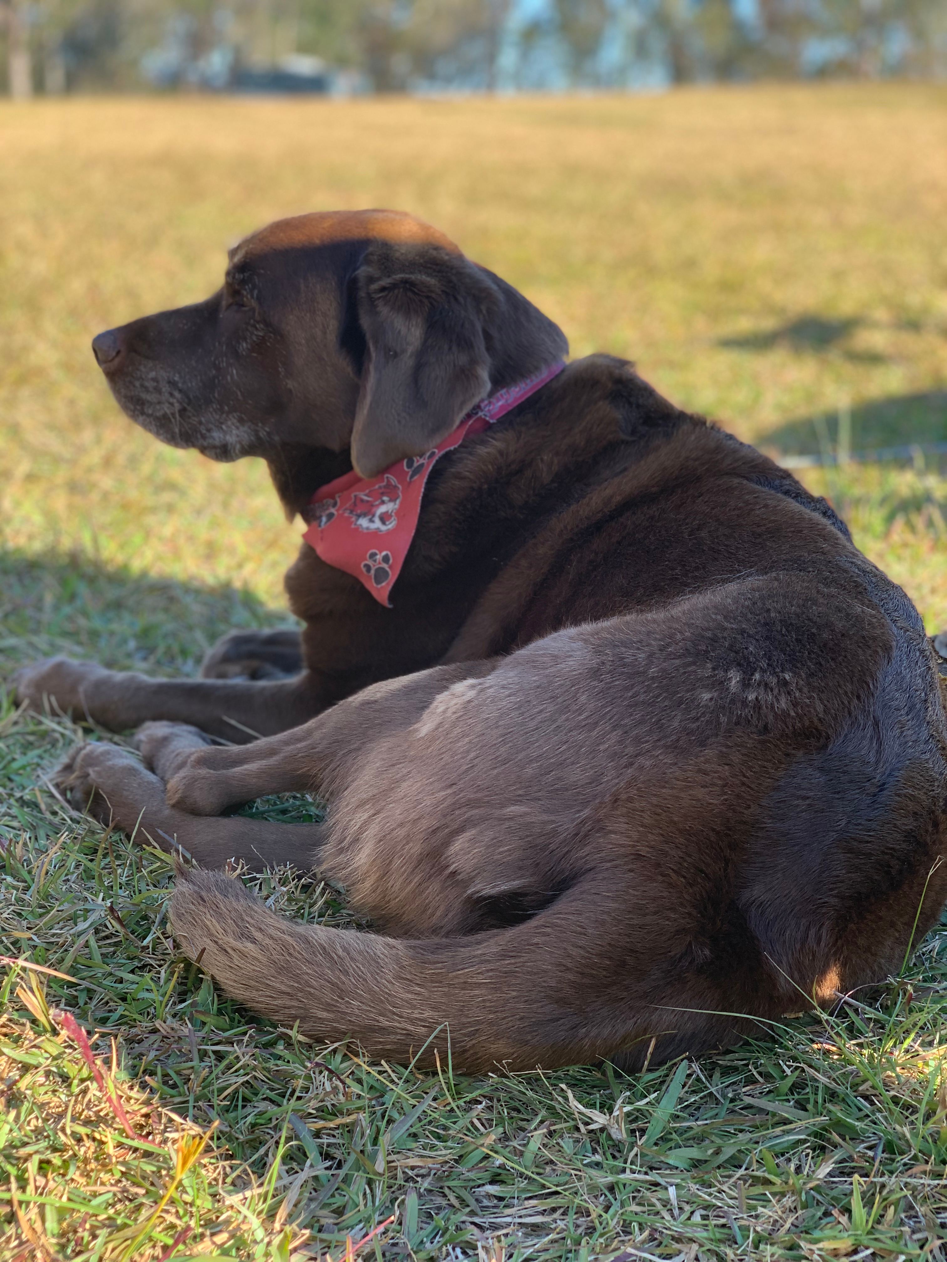 Mt Nellinda Campsite