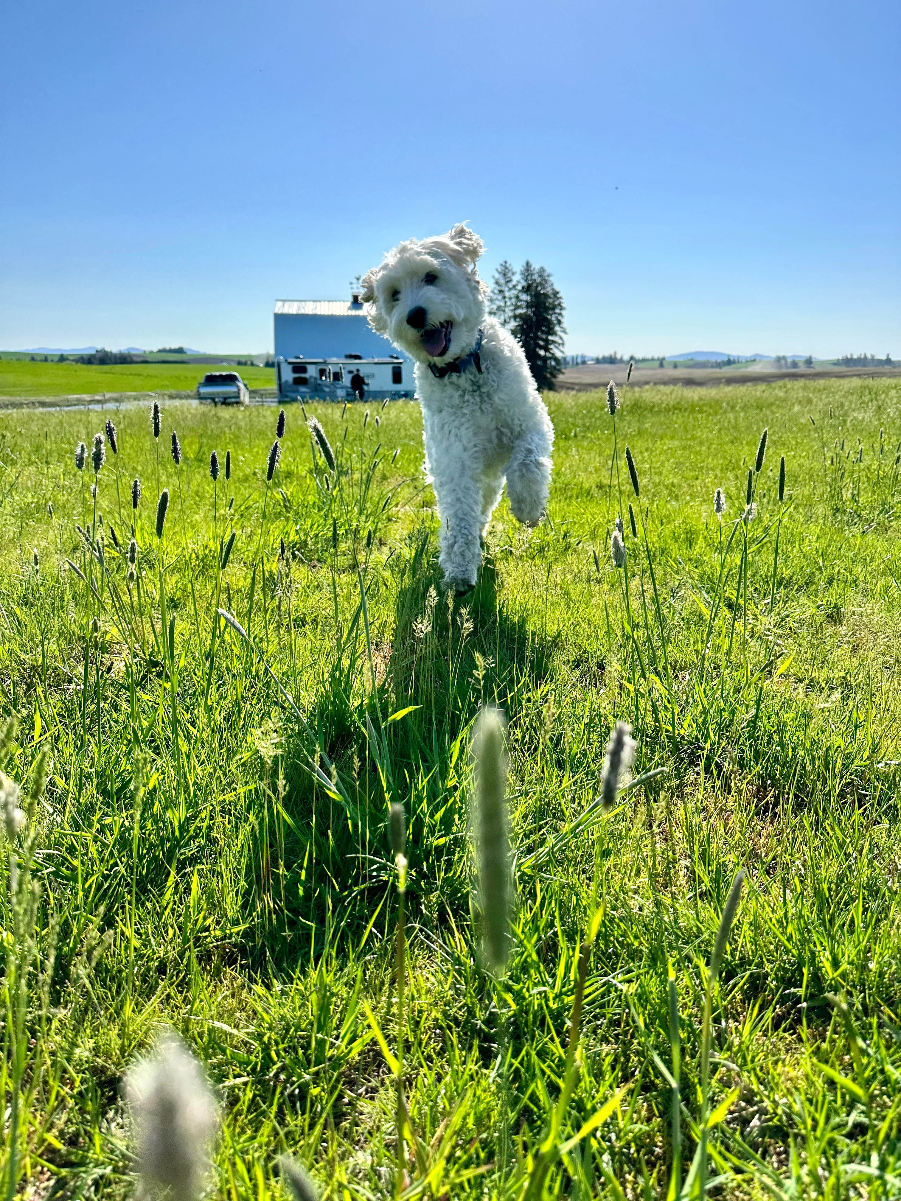 Our dog loved running all around. 
