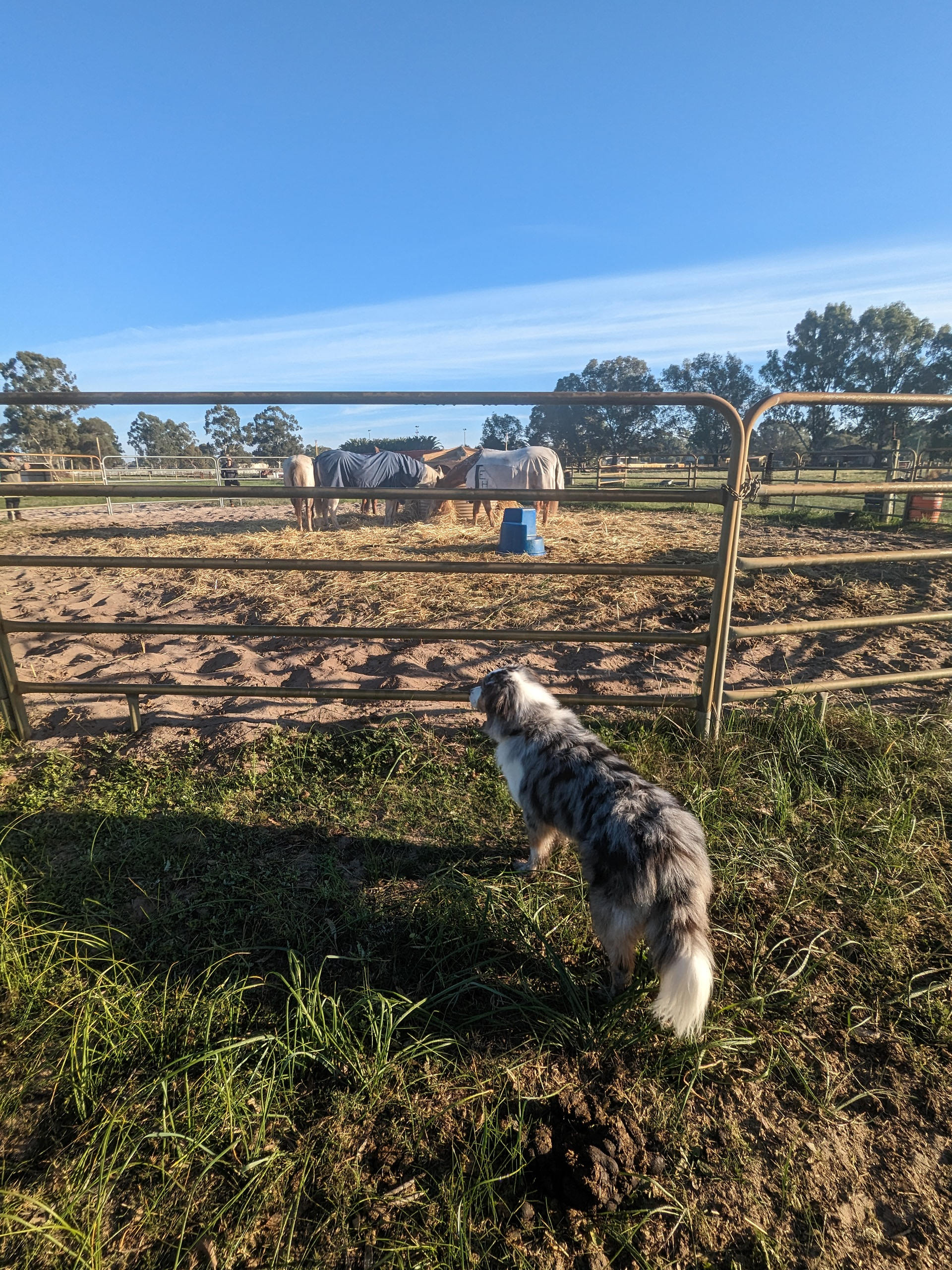 The dog checking out the horses feeding 
