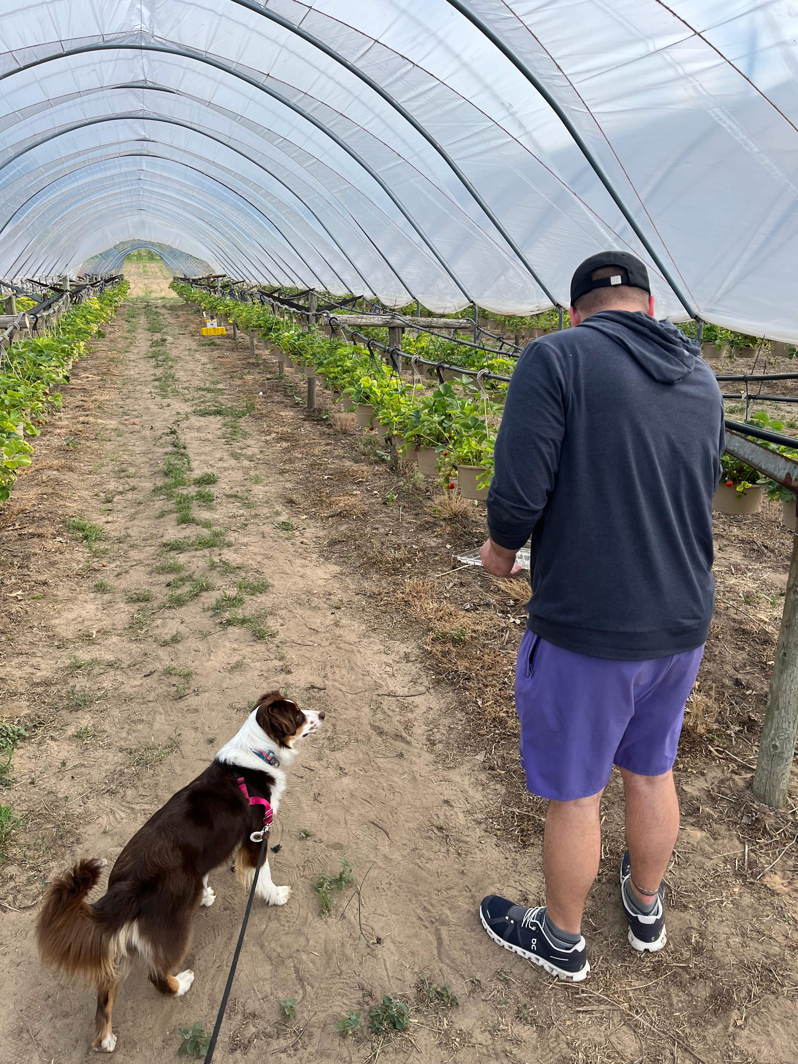 Hunt’s Hillside Vineyards