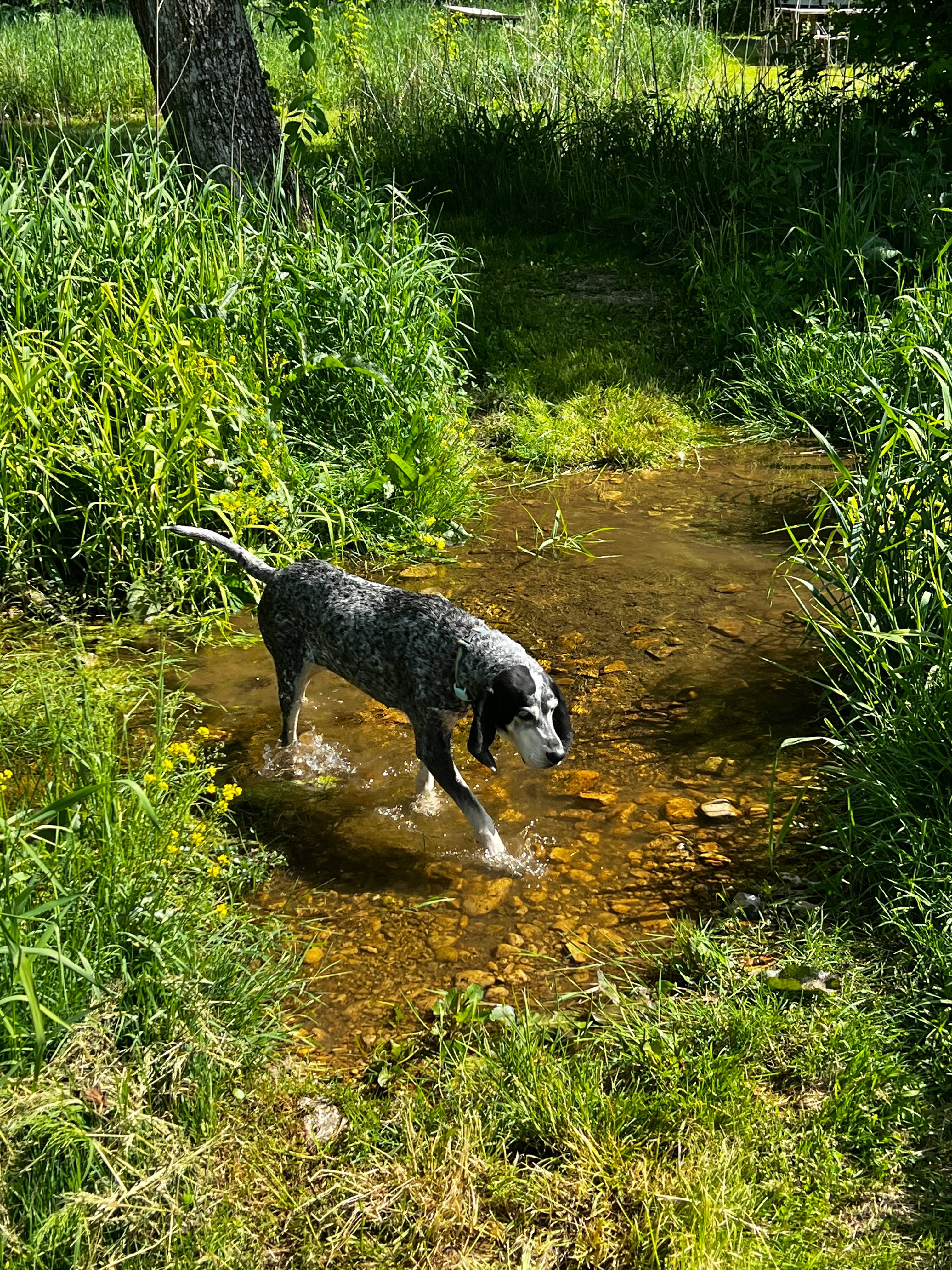 Crossing the creek in the path 
