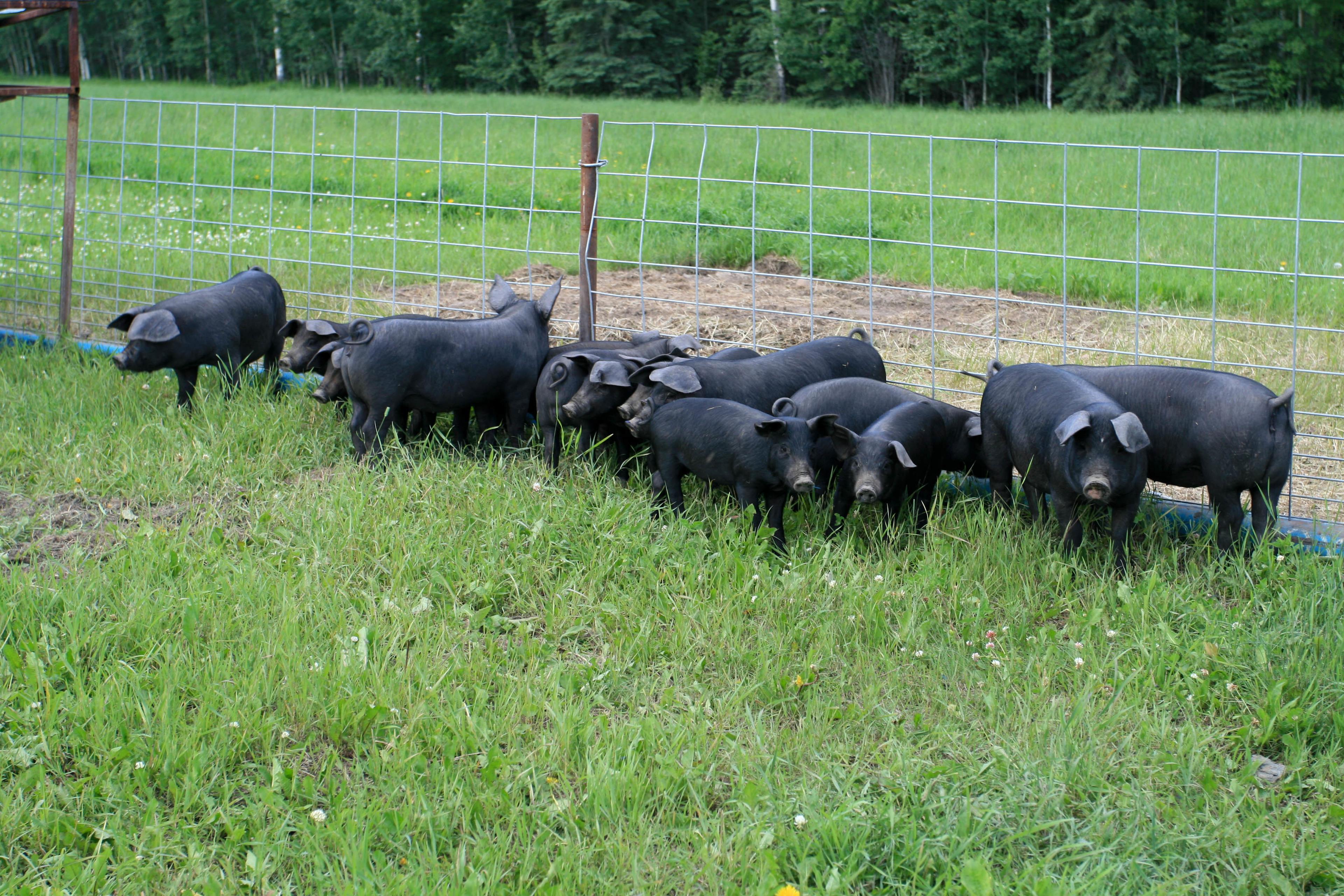 BellMar Ranch & Gardens