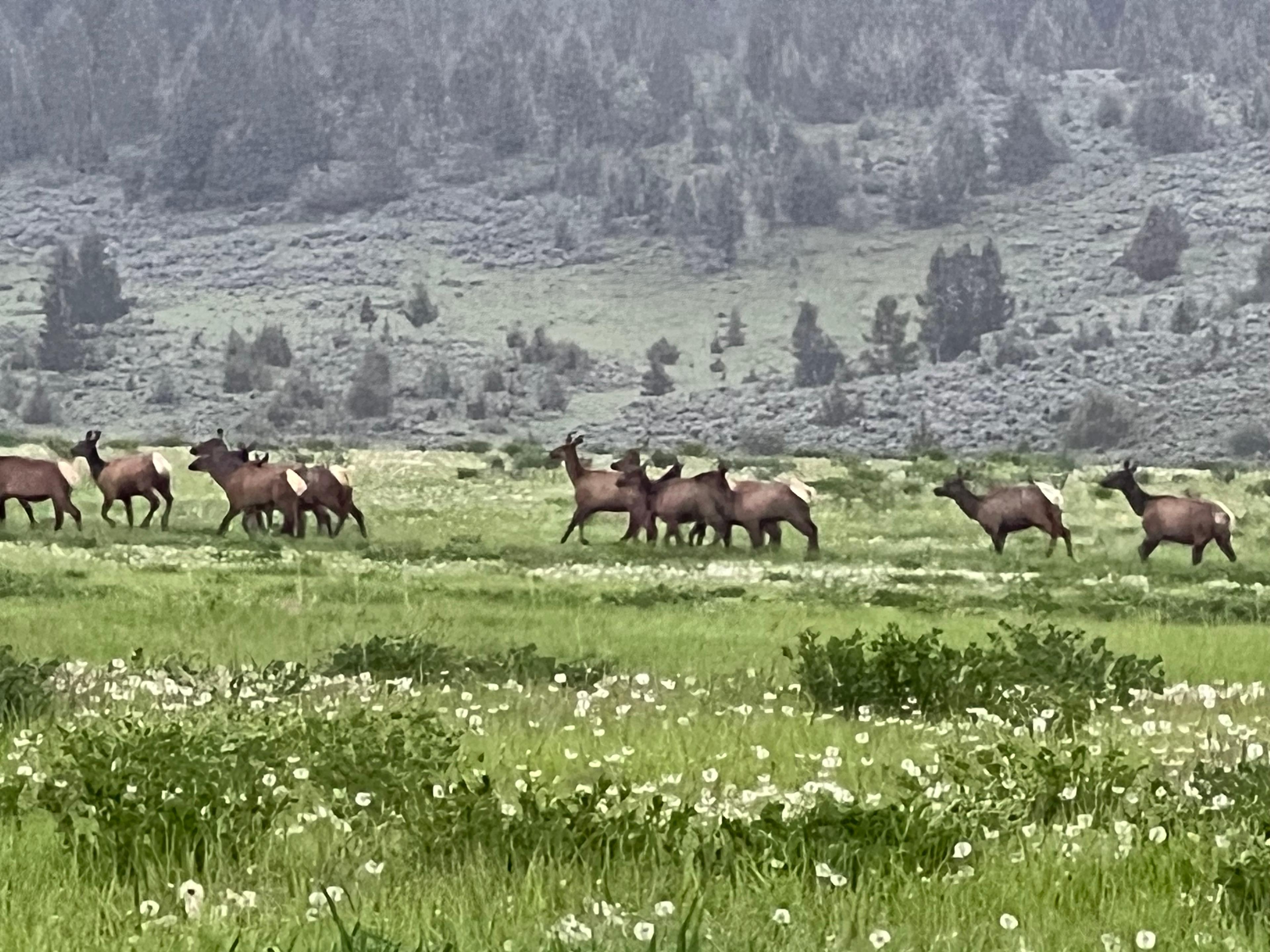 Mile High Mountain Homestead