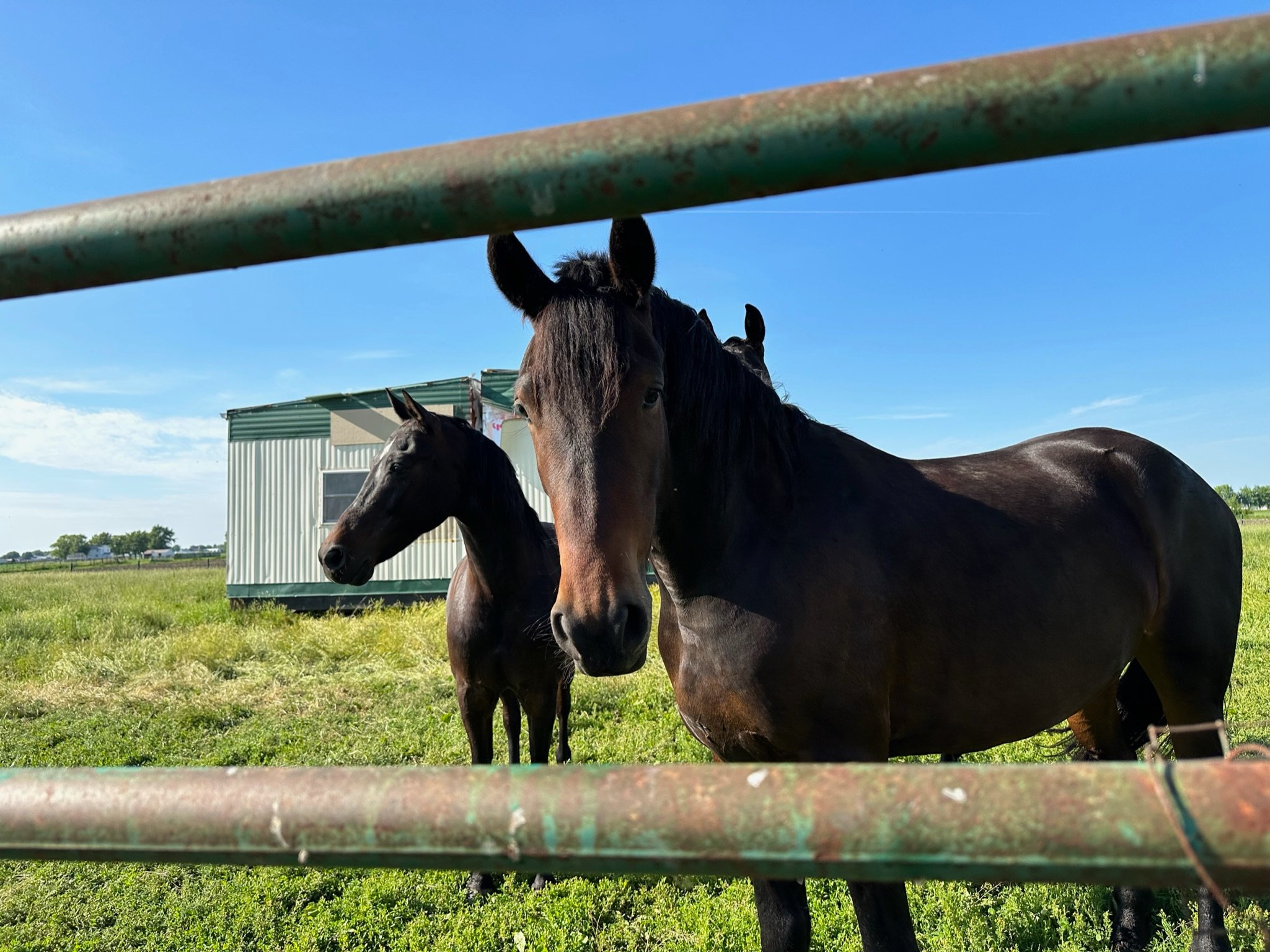 The horses love when people come say hello and show them some love too. 