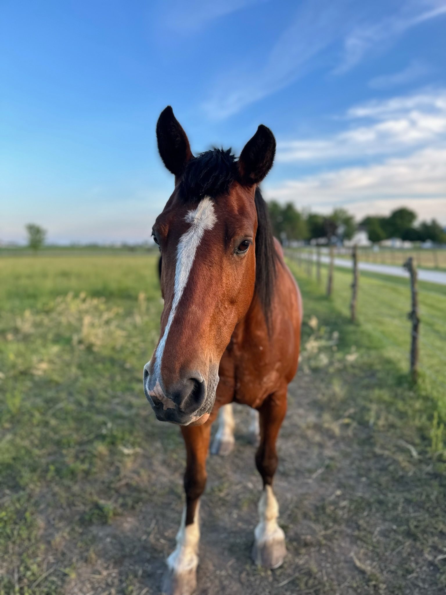 Green Meadow Amish Farm