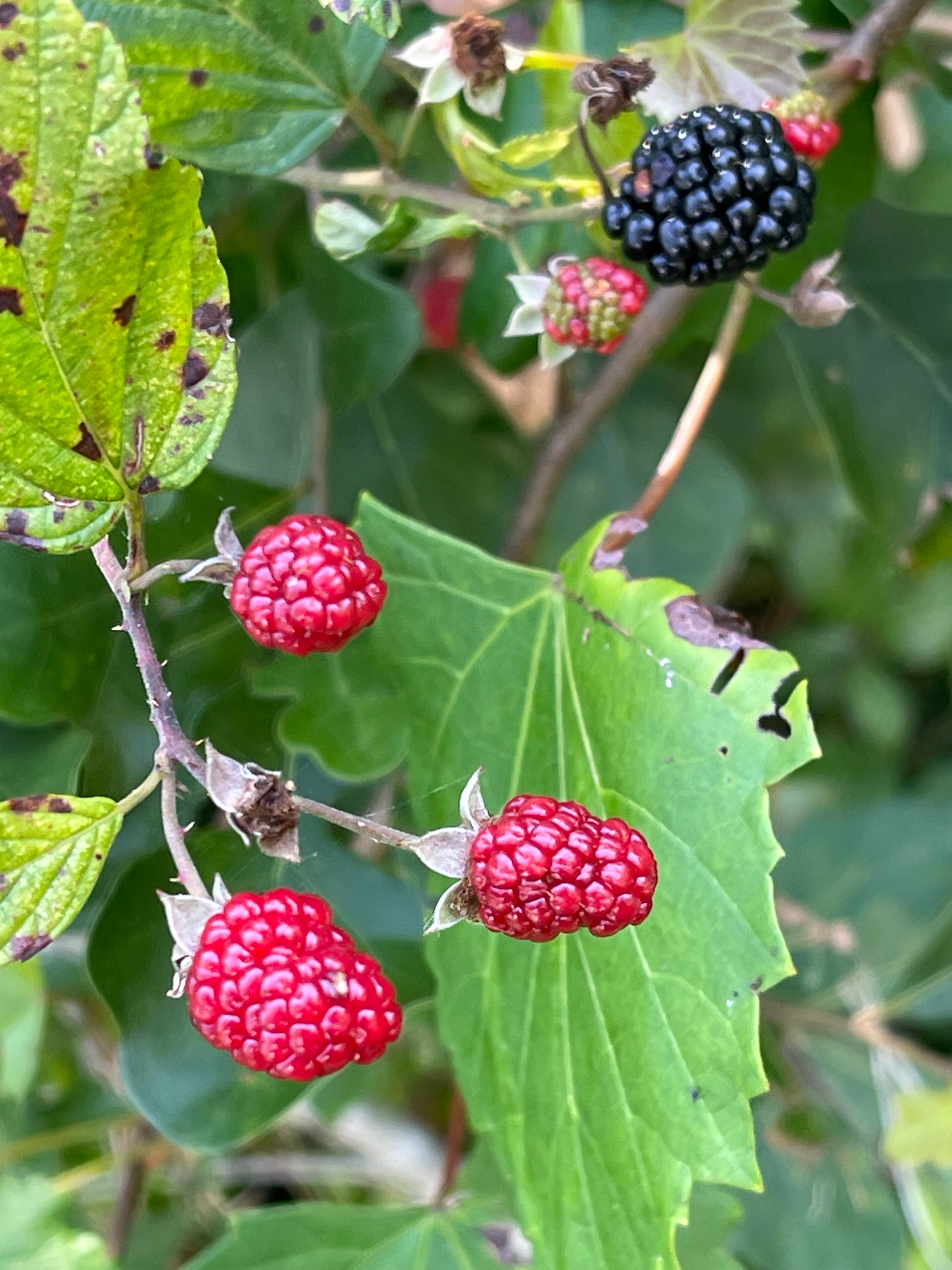 Golden Retreat at Bear Creek