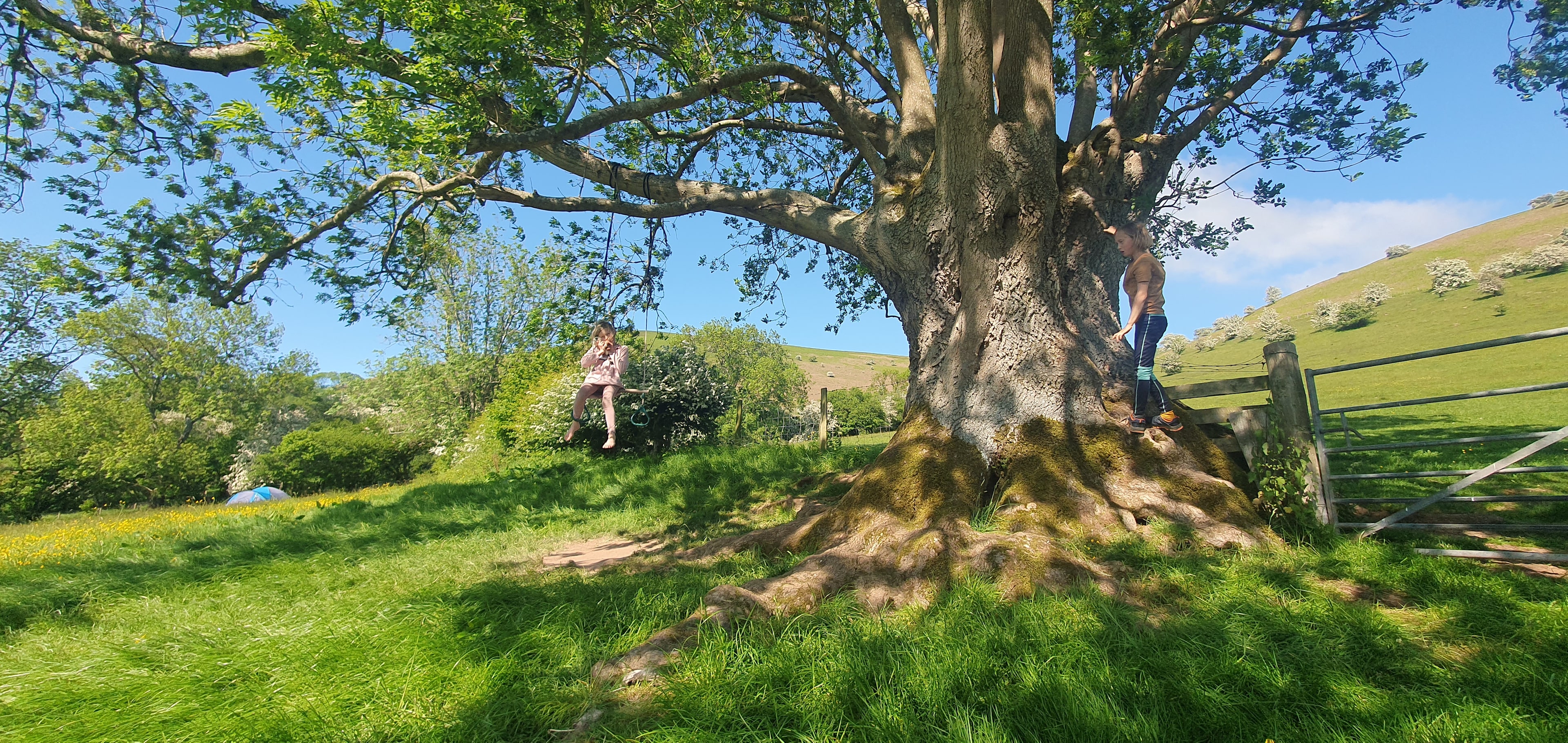 Cwmffrwd Farm Campsite