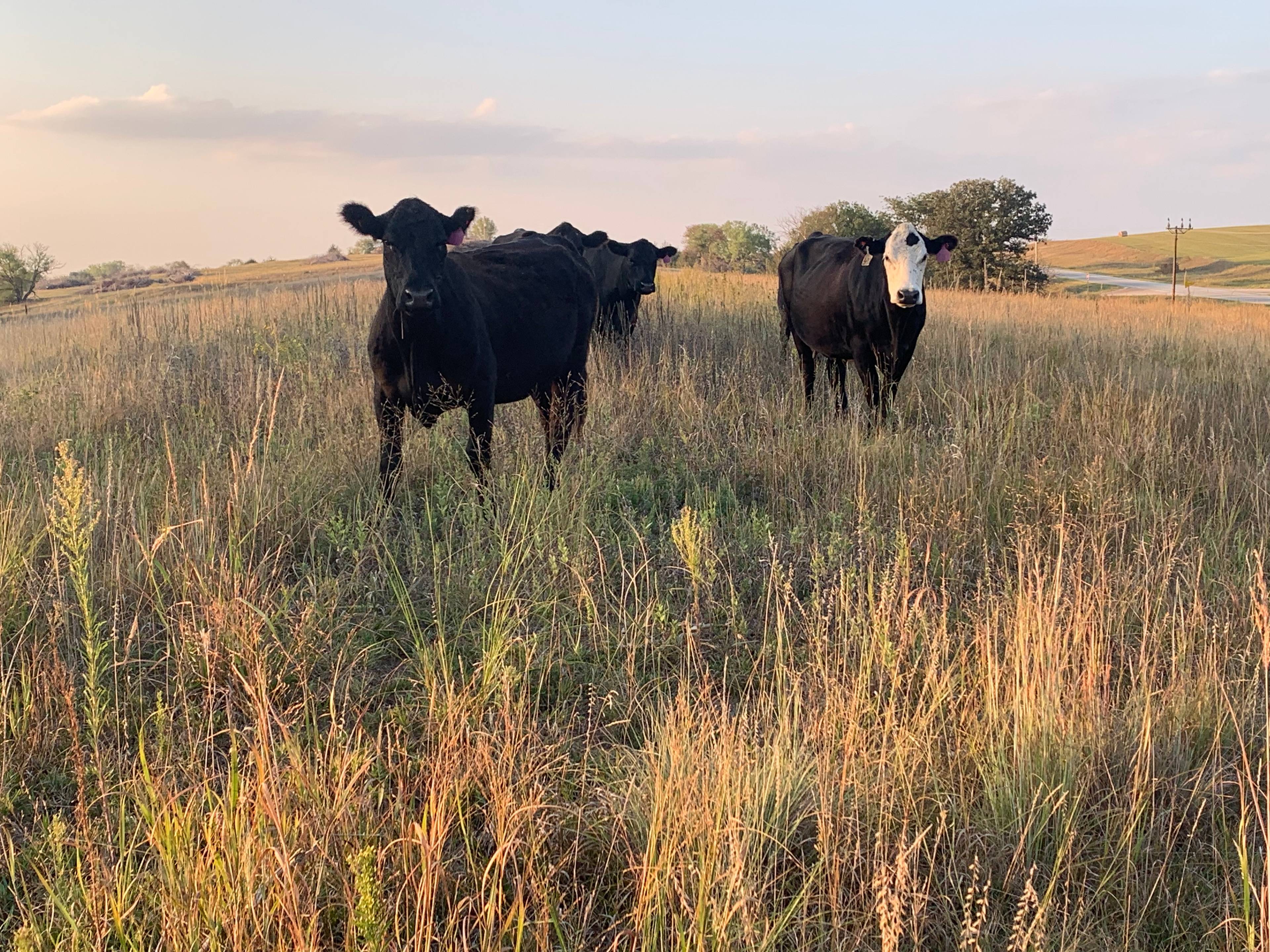 Magill Farms