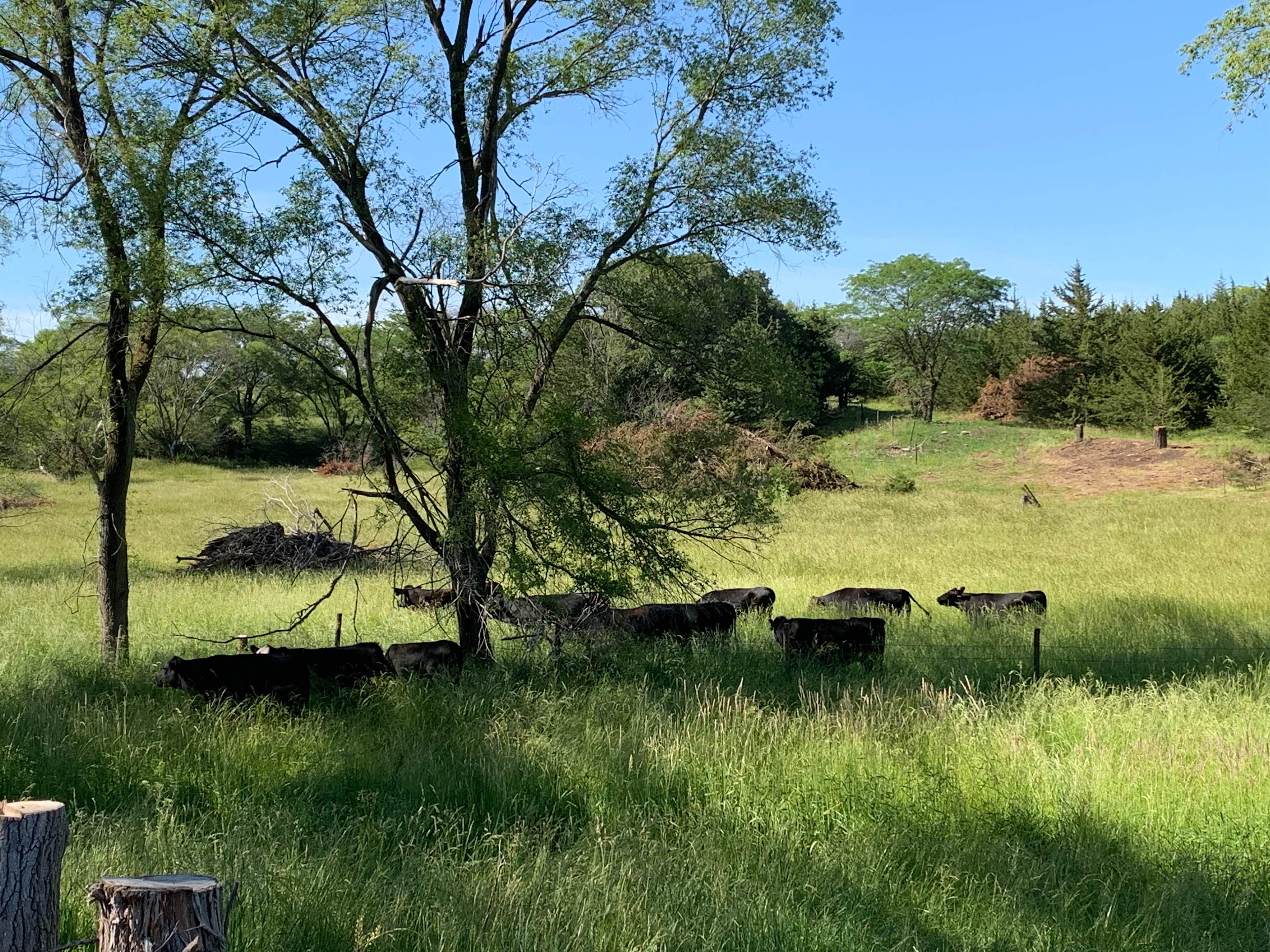 Magill Farms