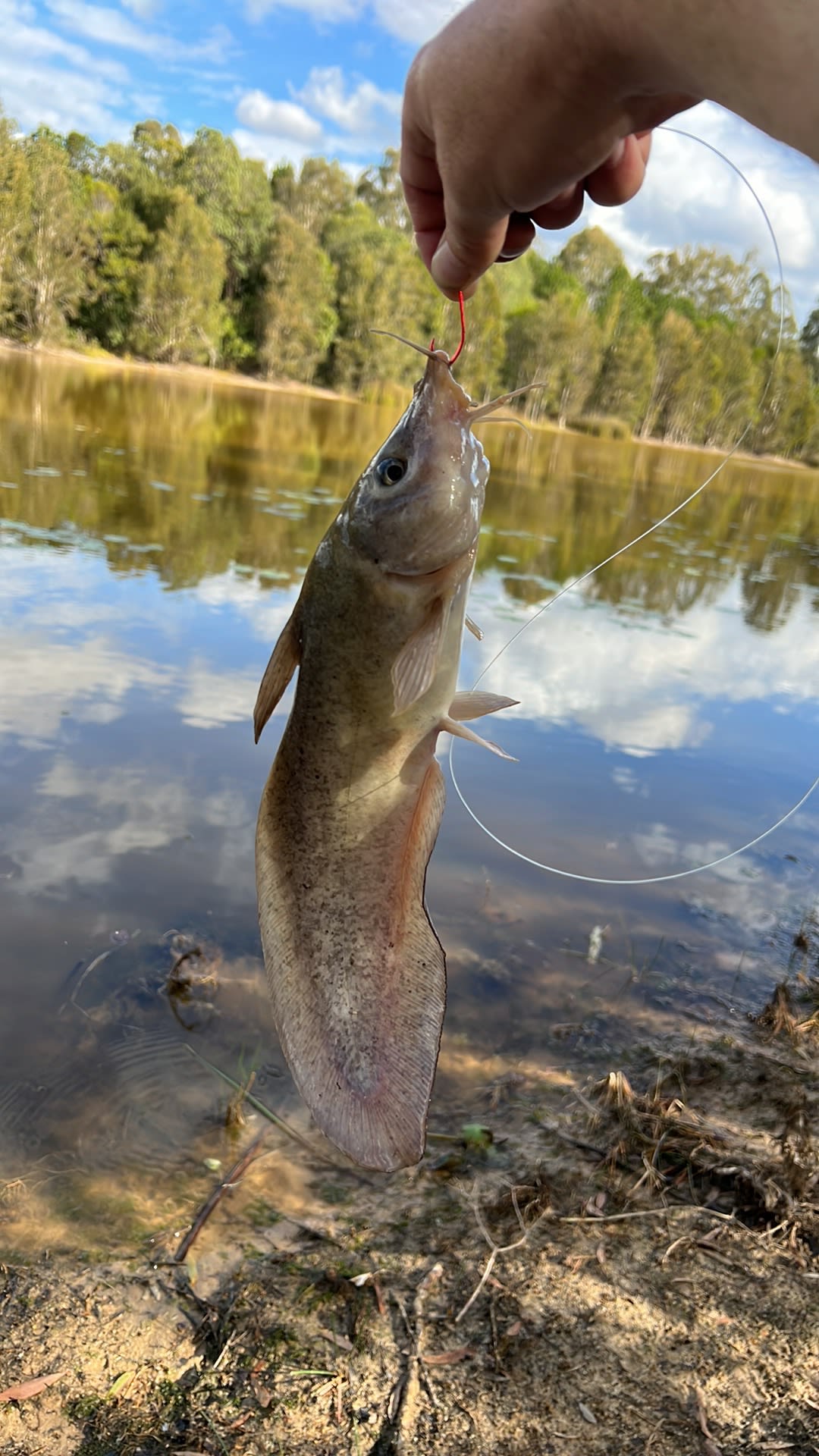 Bushywood at Woodfordskilake