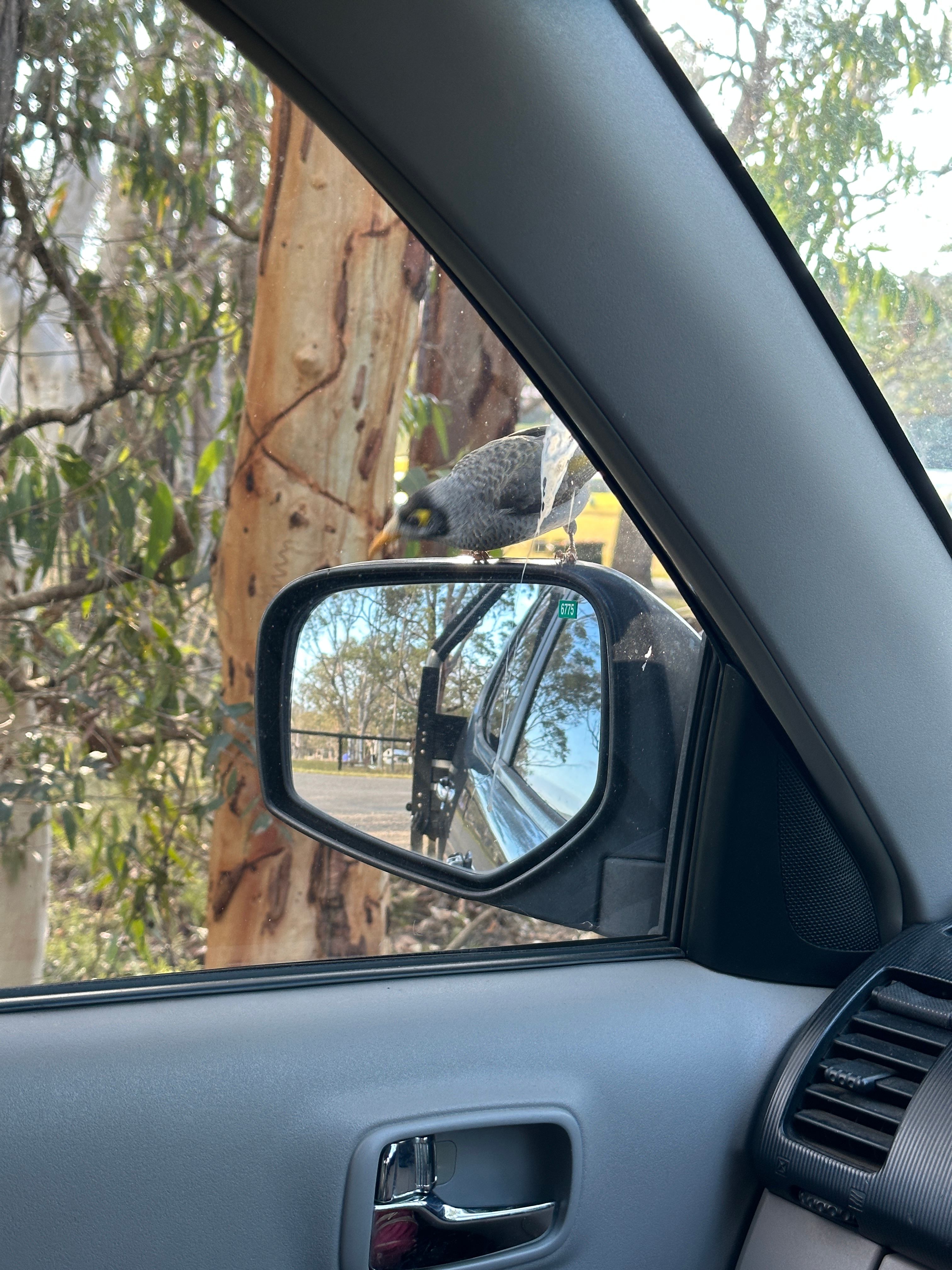 Guard bird on the way in 