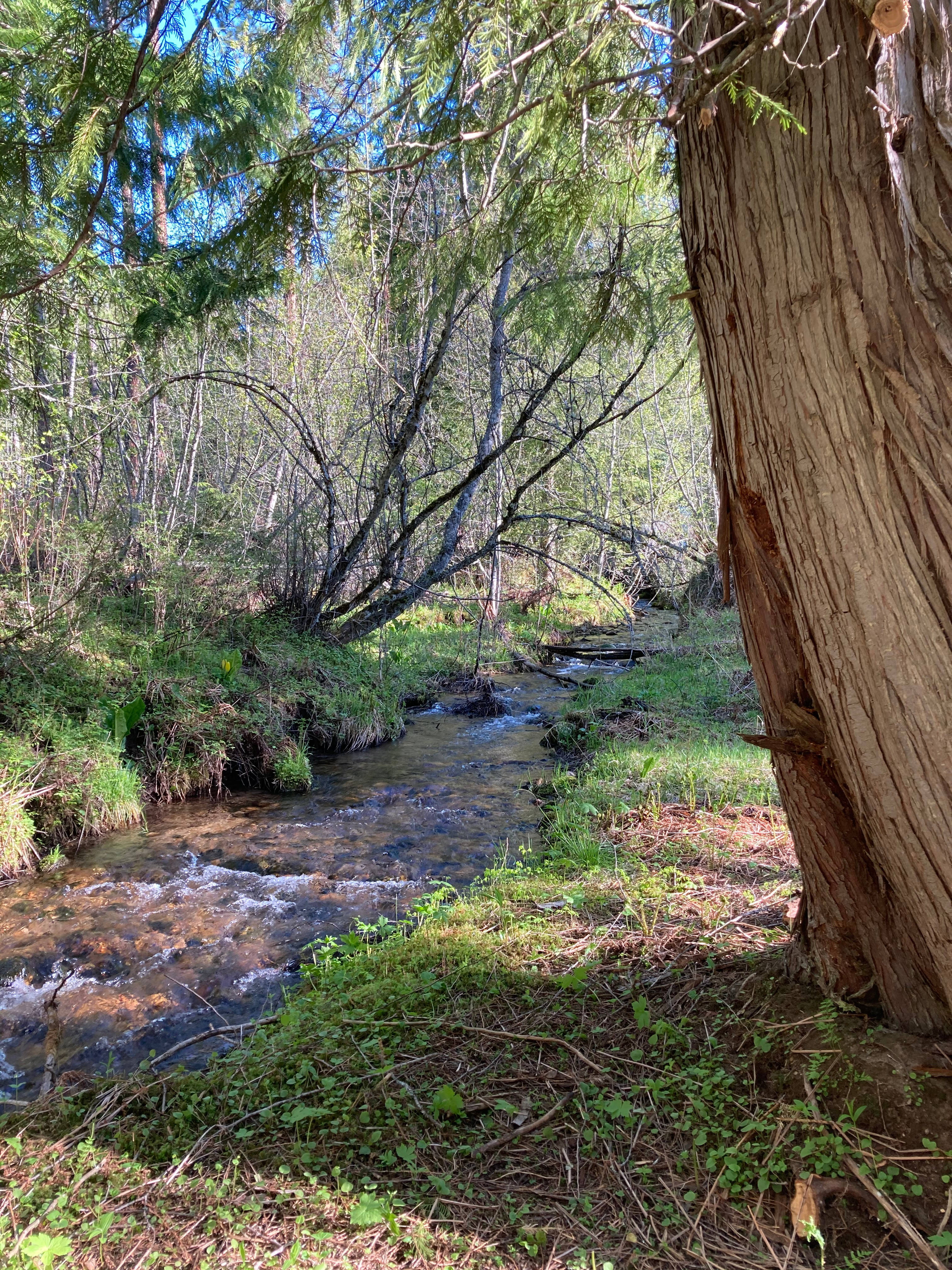 Turnipseed Creek Campsites