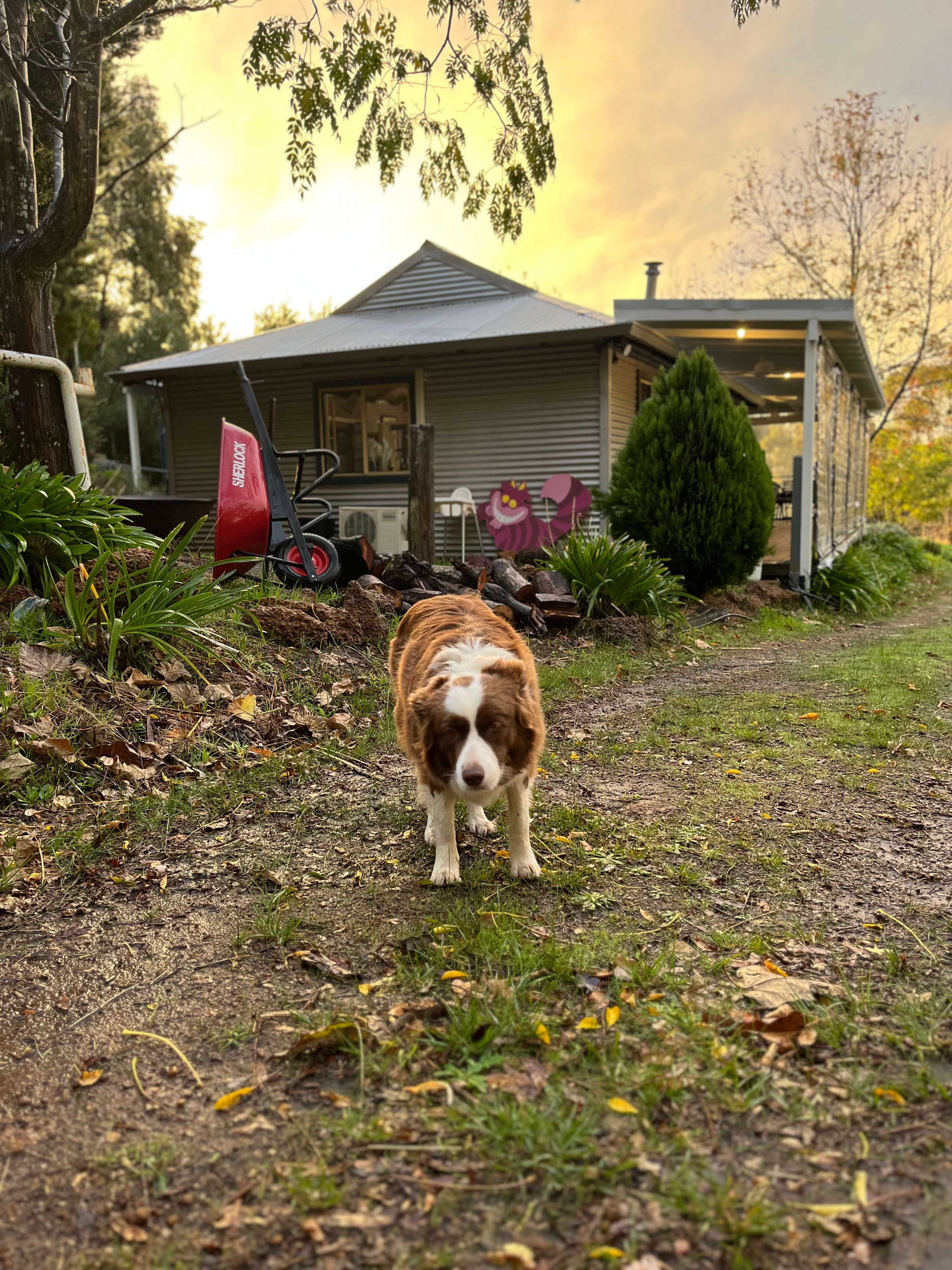 Dottie