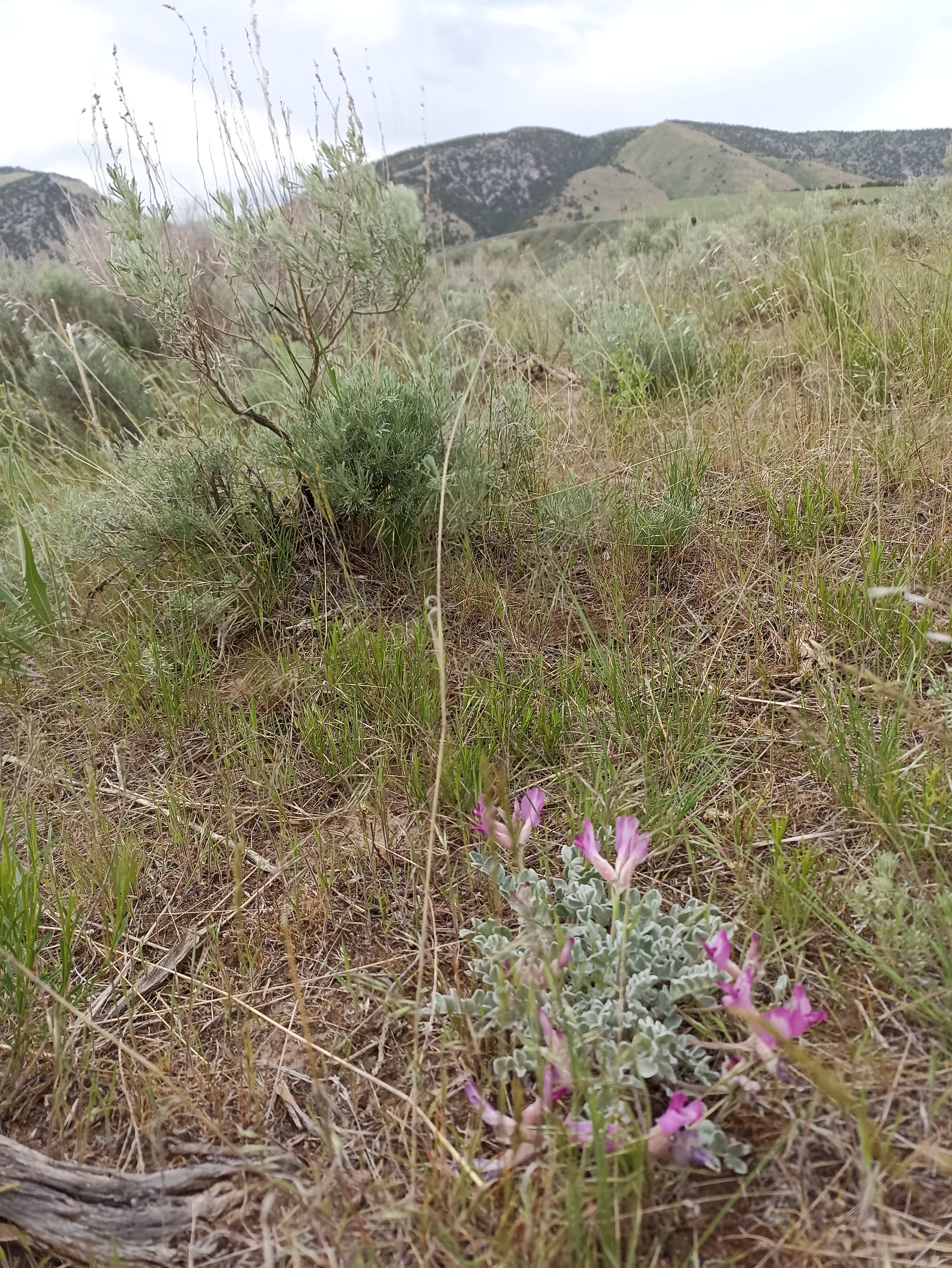 Wolverine Adventures LLC