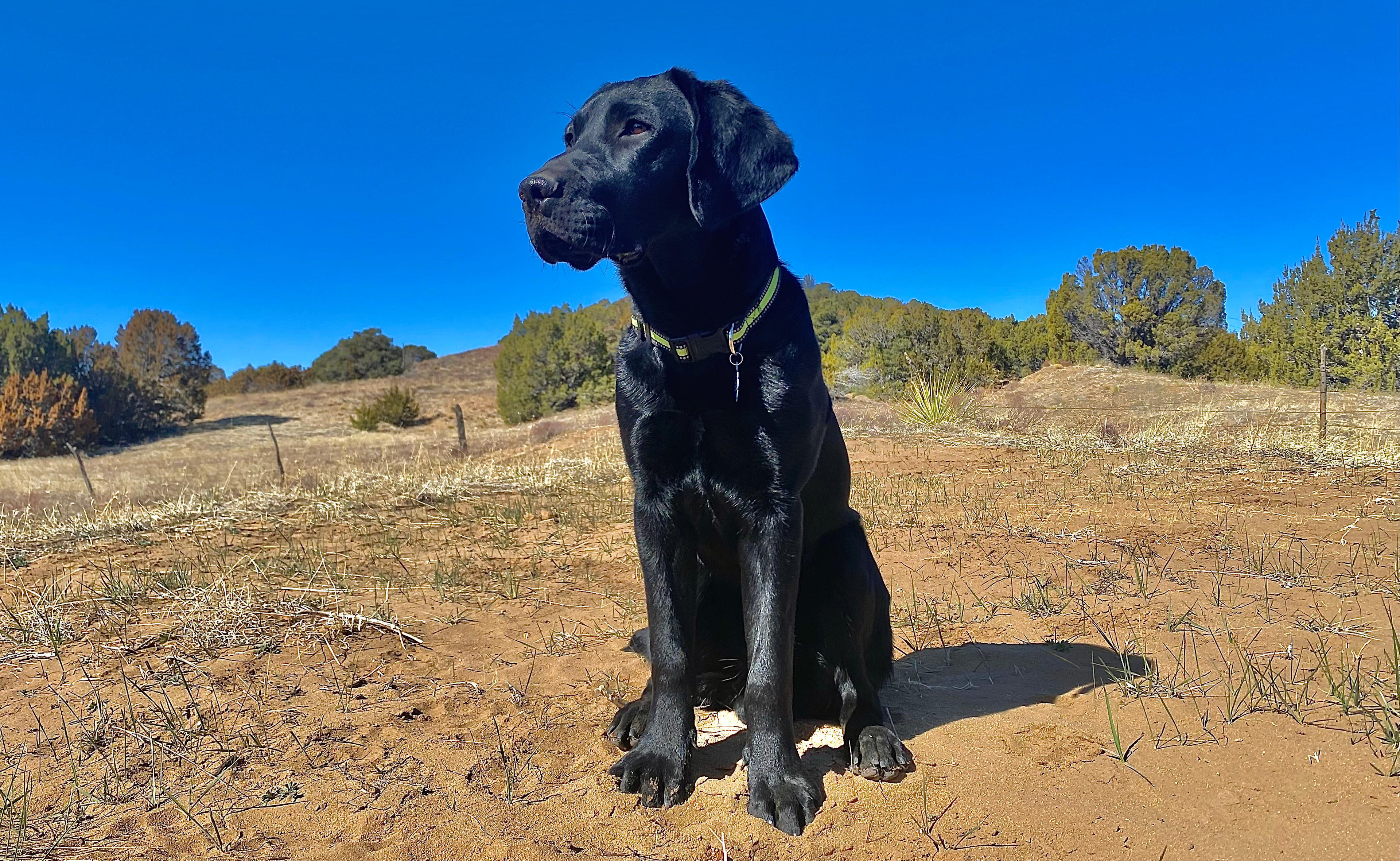 Bring your dogs to play