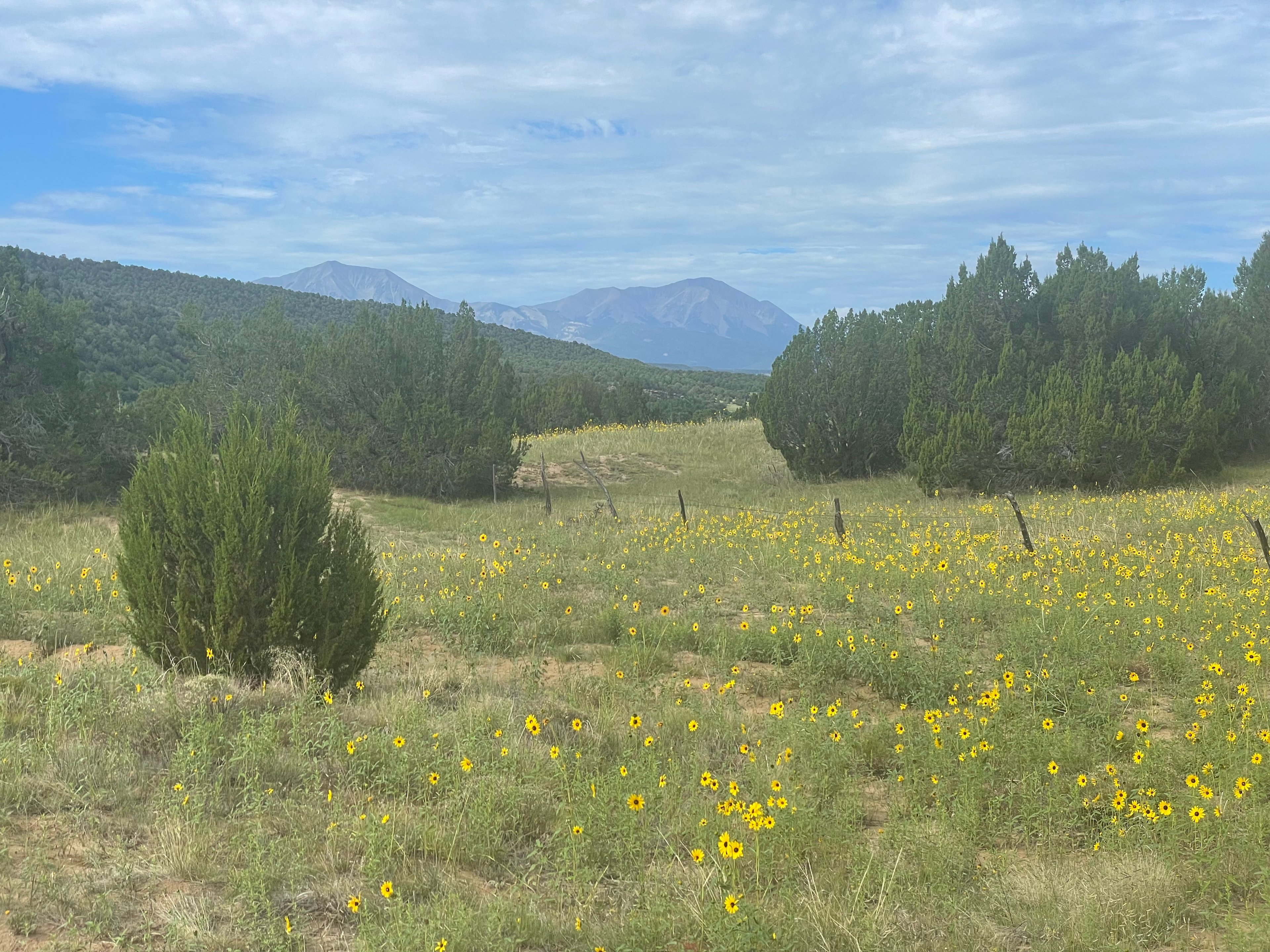 Plenty of wildflowers in the spring and summer