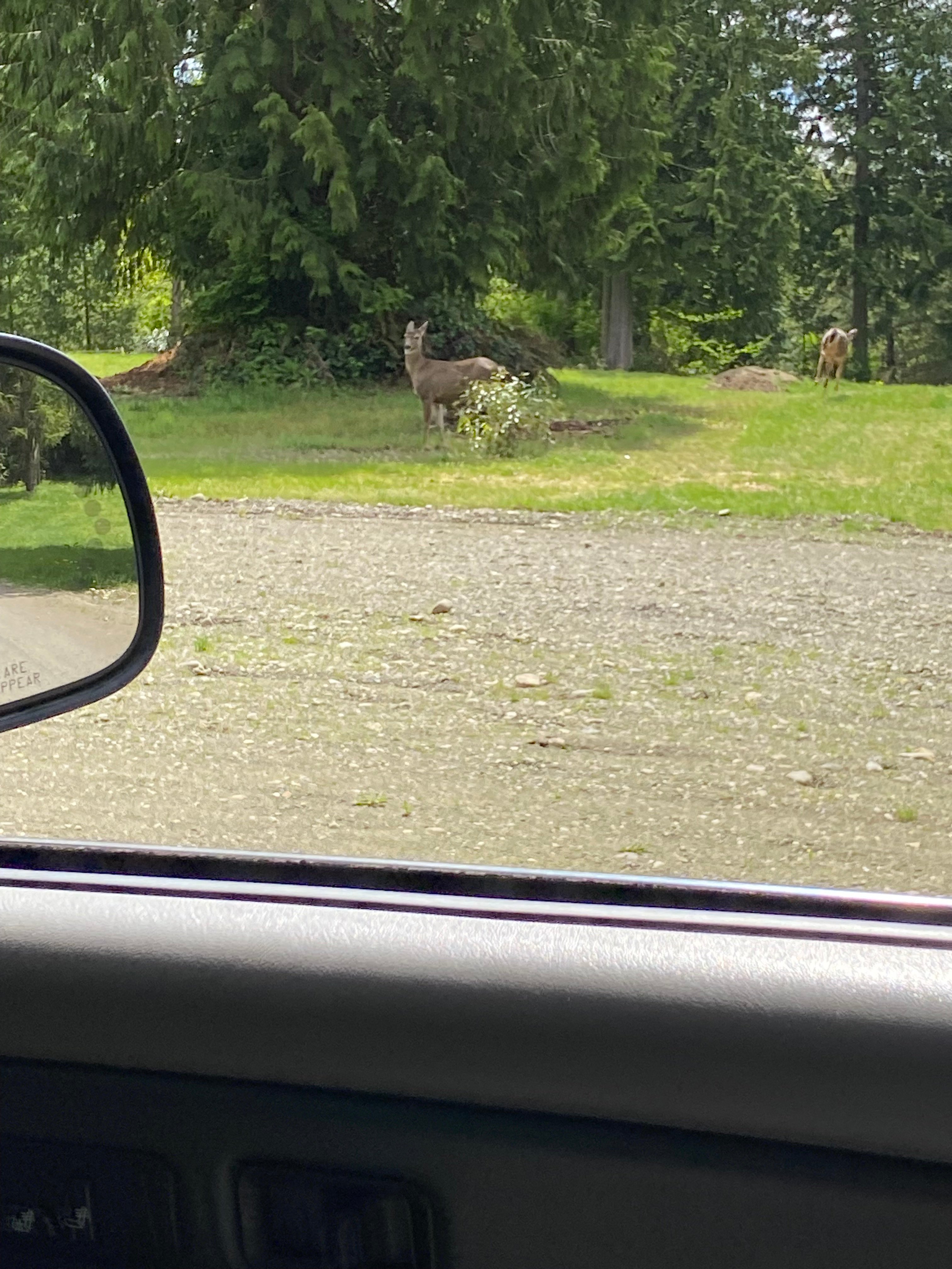 Deer are frequently seen