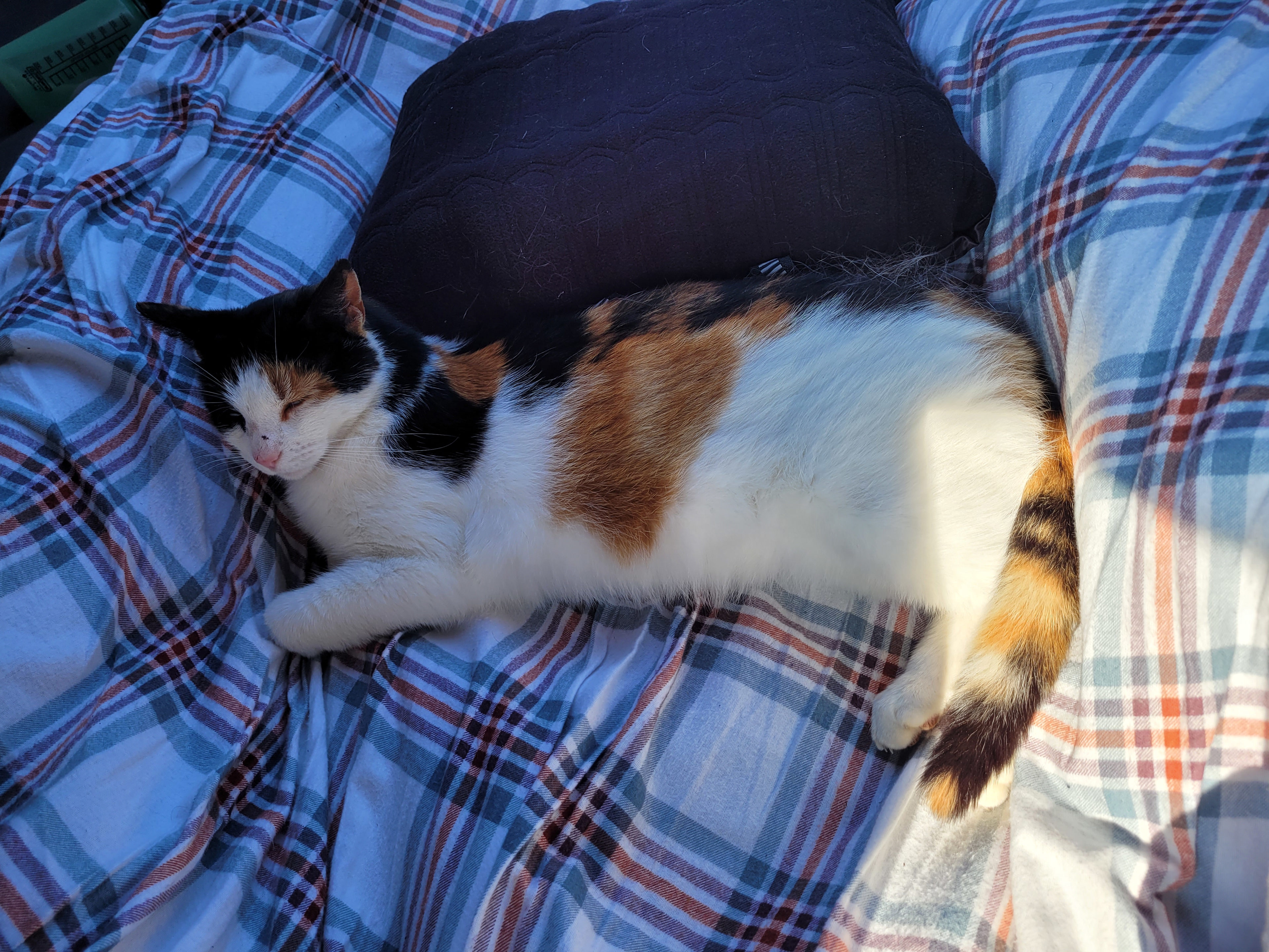 Feather and Hoof Tent Campsite