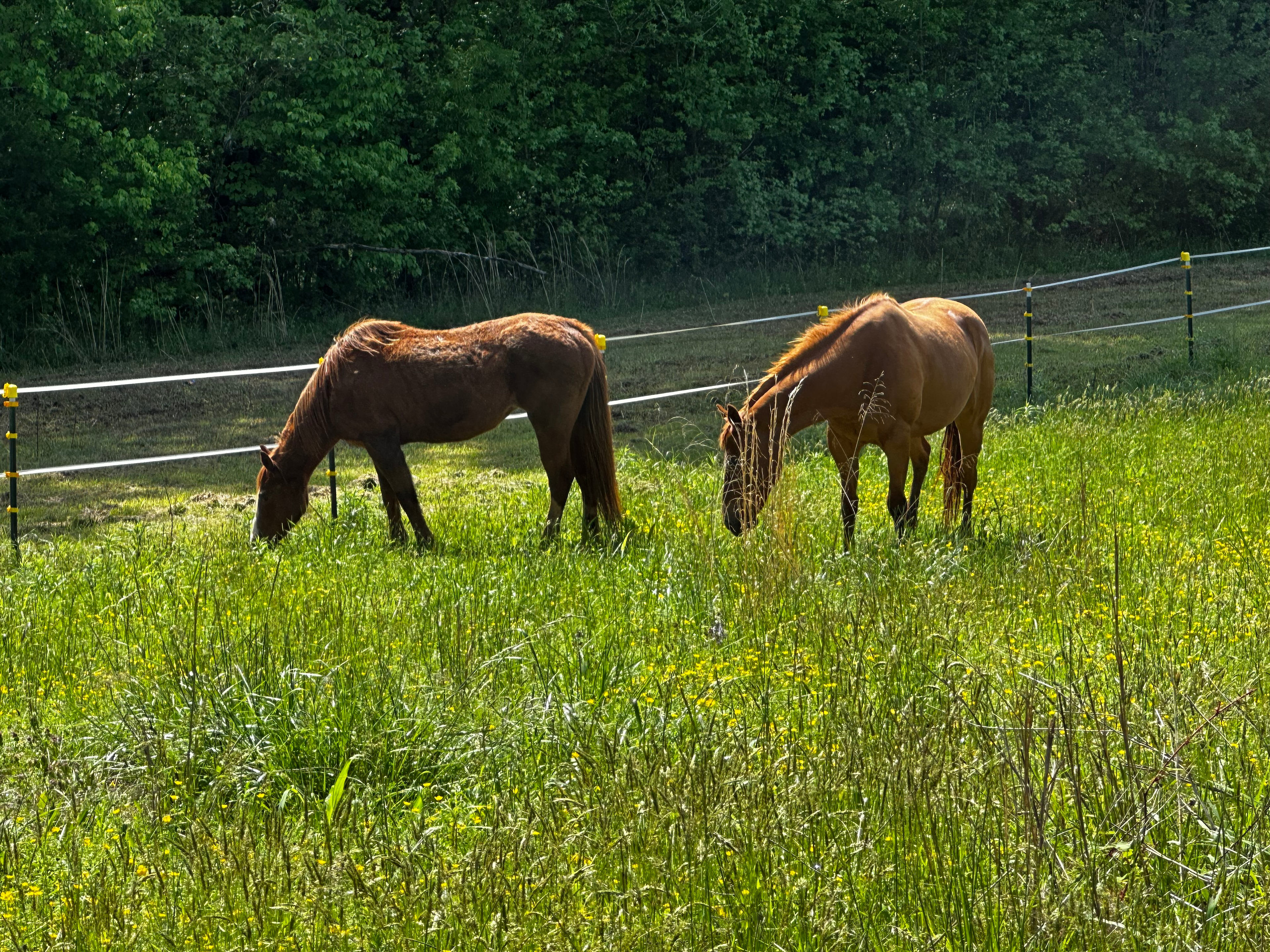 Camping at Cloverdale Farms