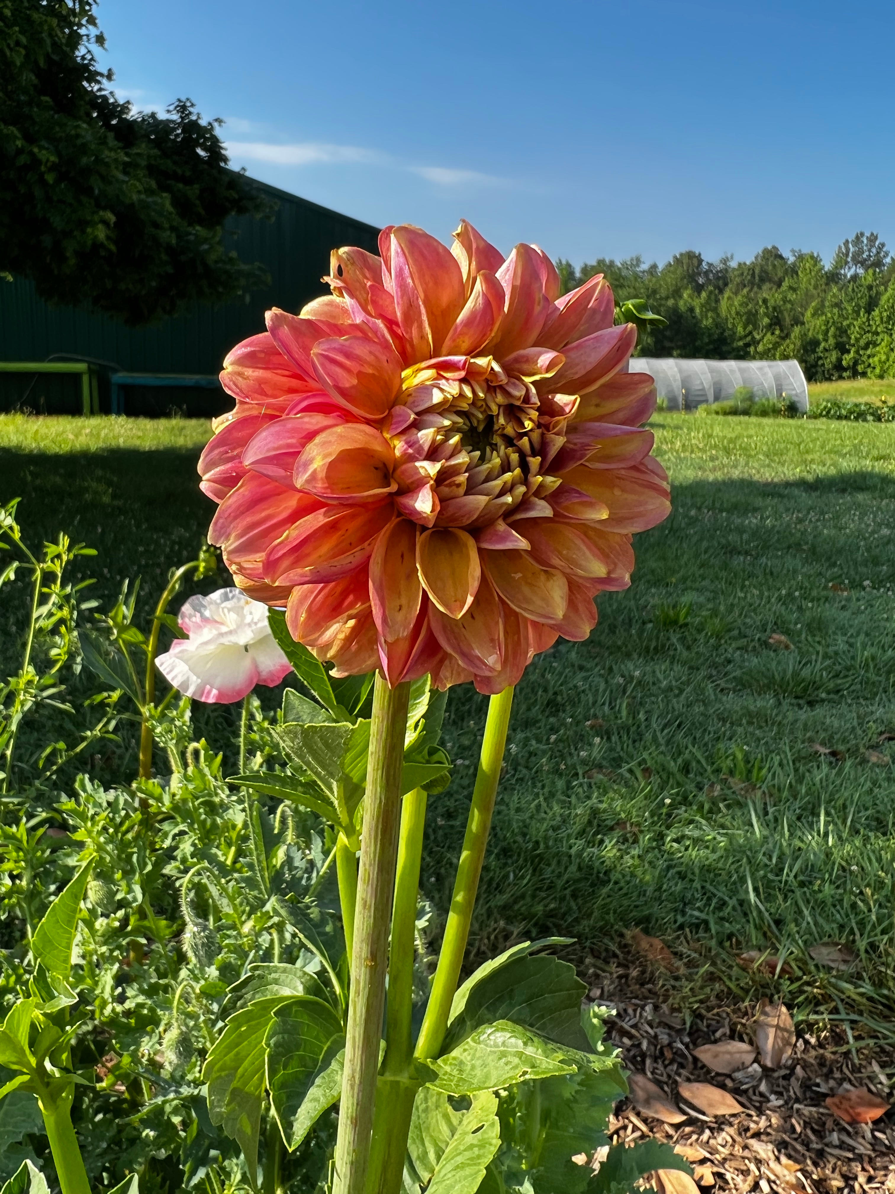 Camping at Cloverdale Farms