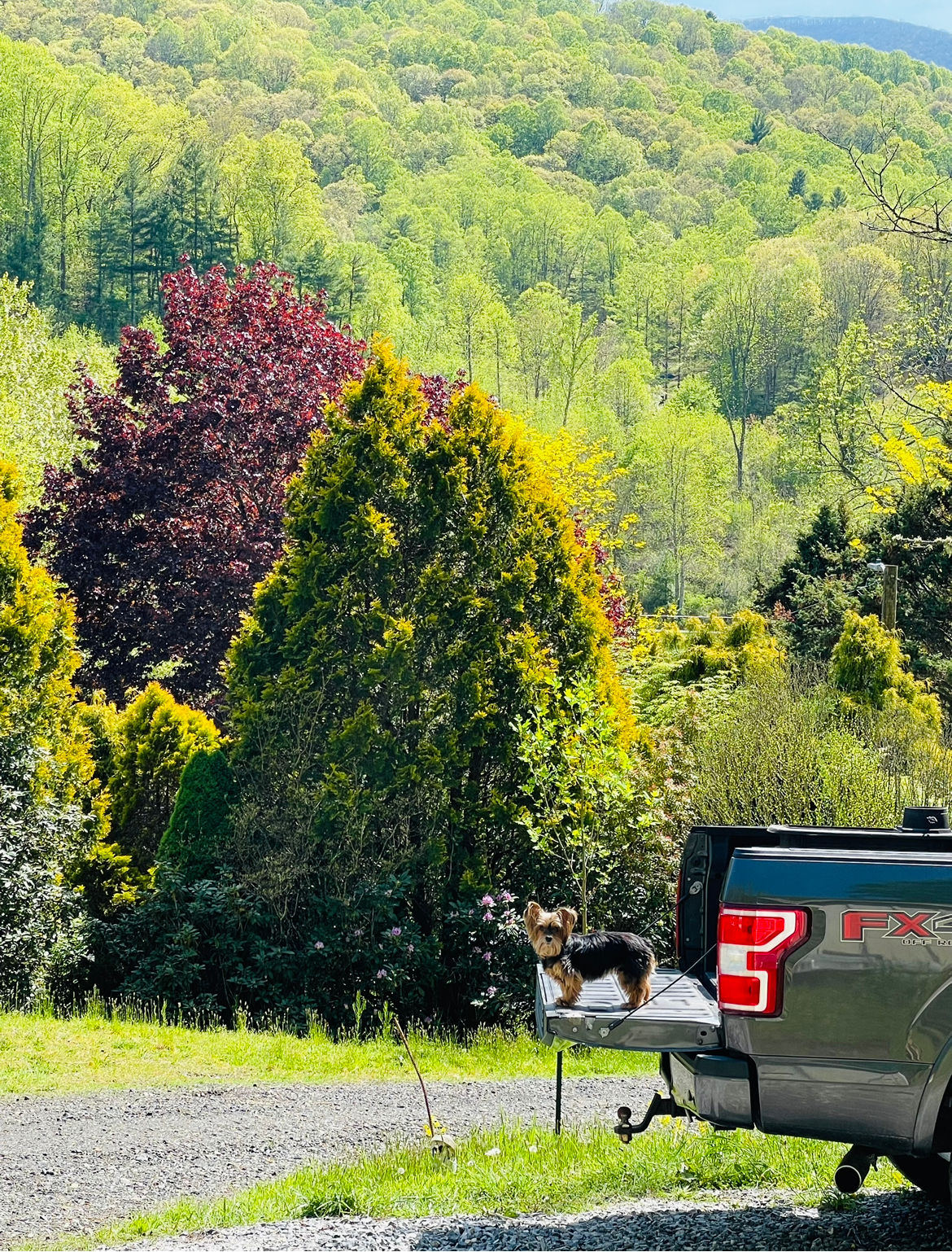 Bear Creek Mountain Camping