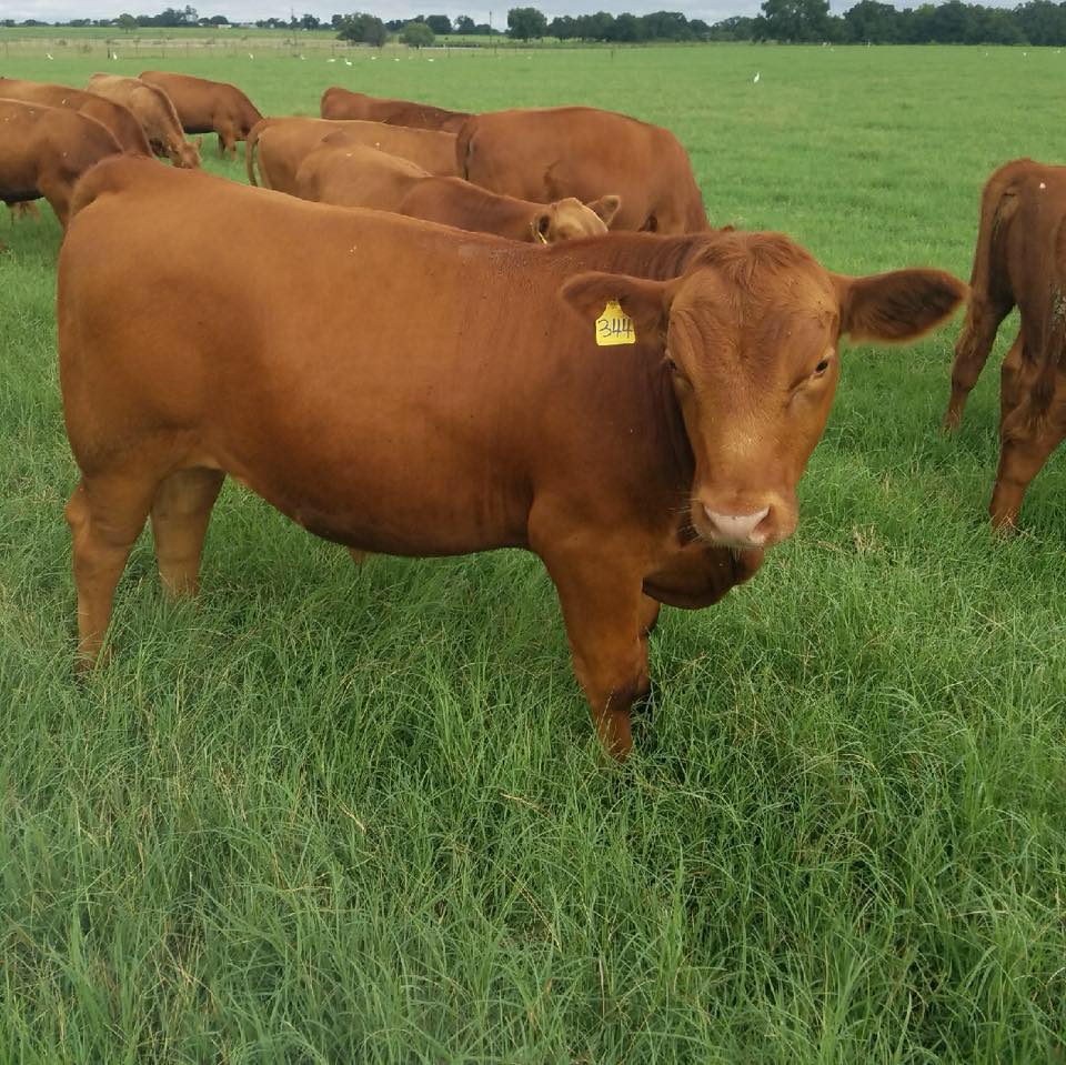 Beware! Our cattle are gentle and nosy!