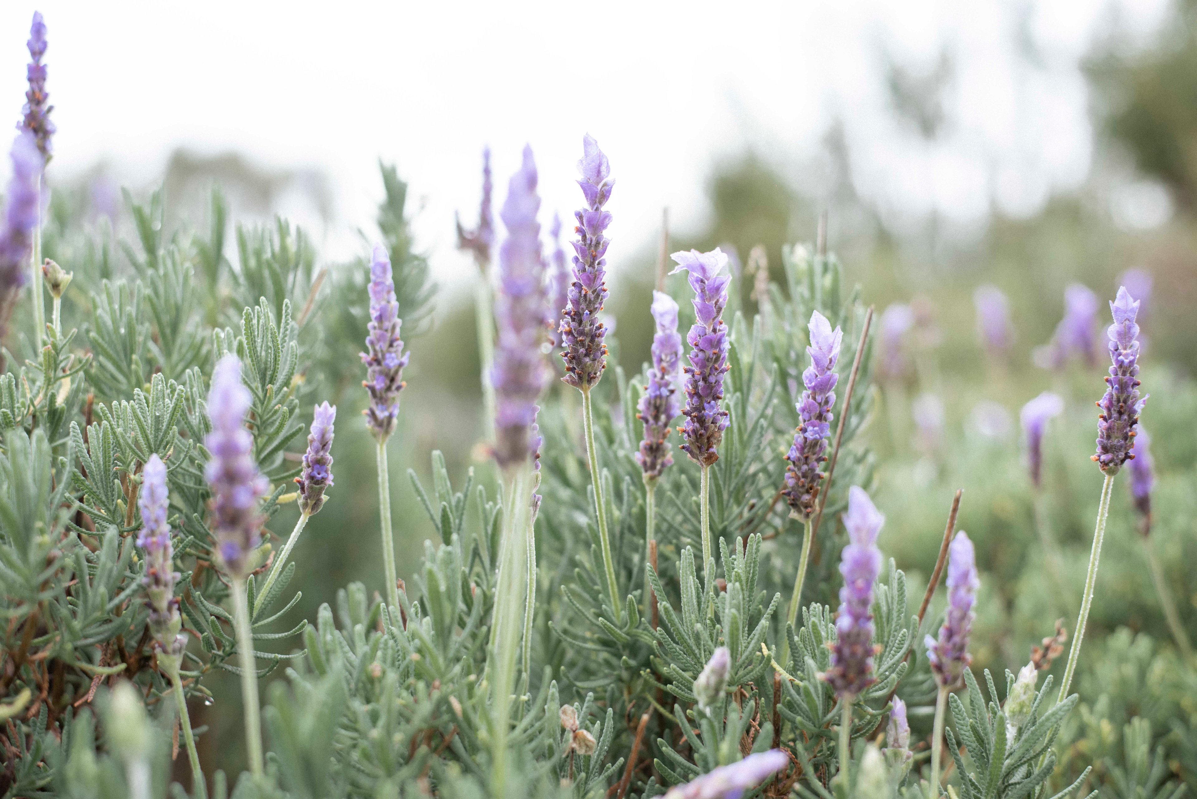 Nannup Lavender Tranquil Campground