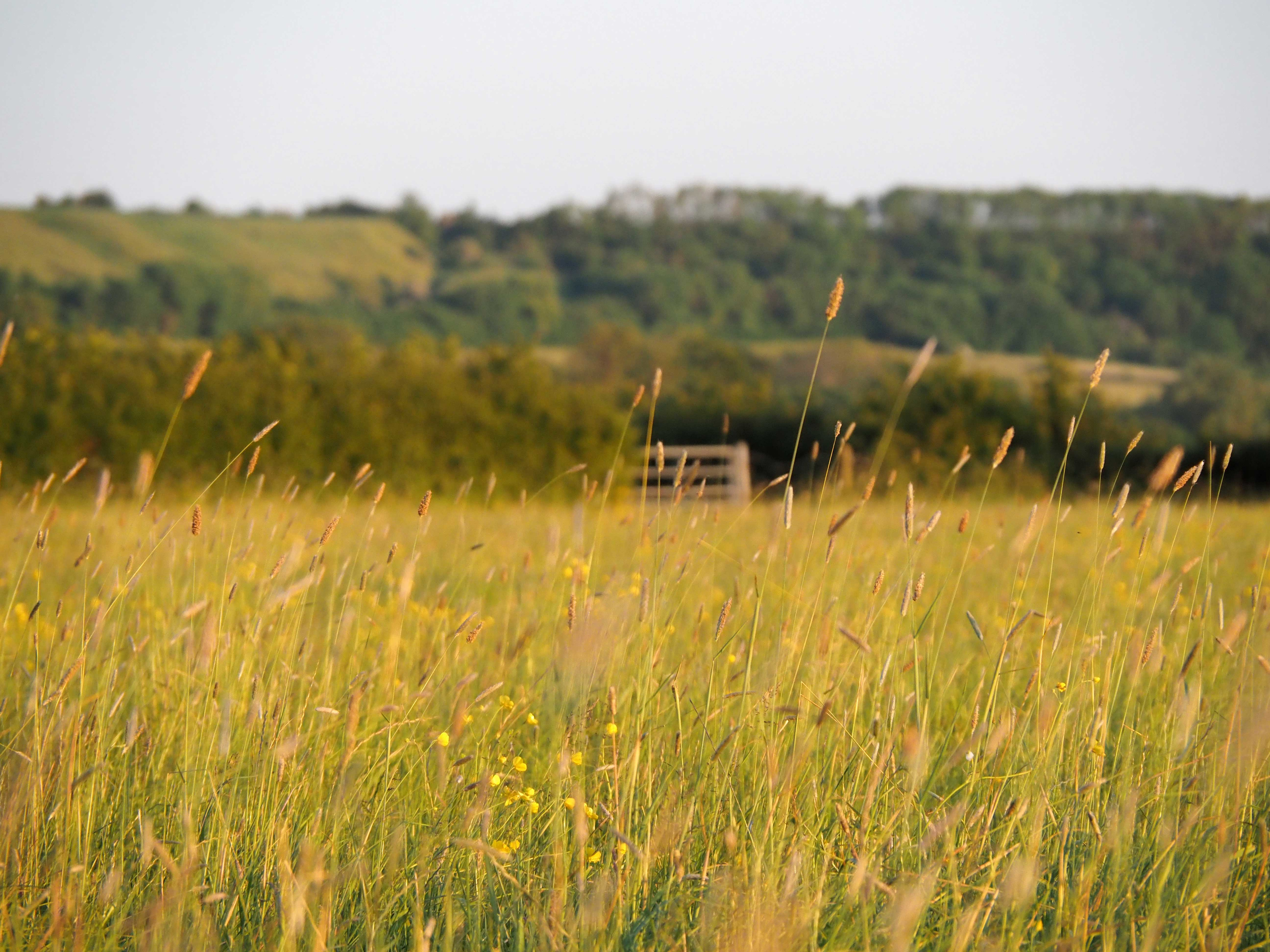 Great Cotmarsh Farm