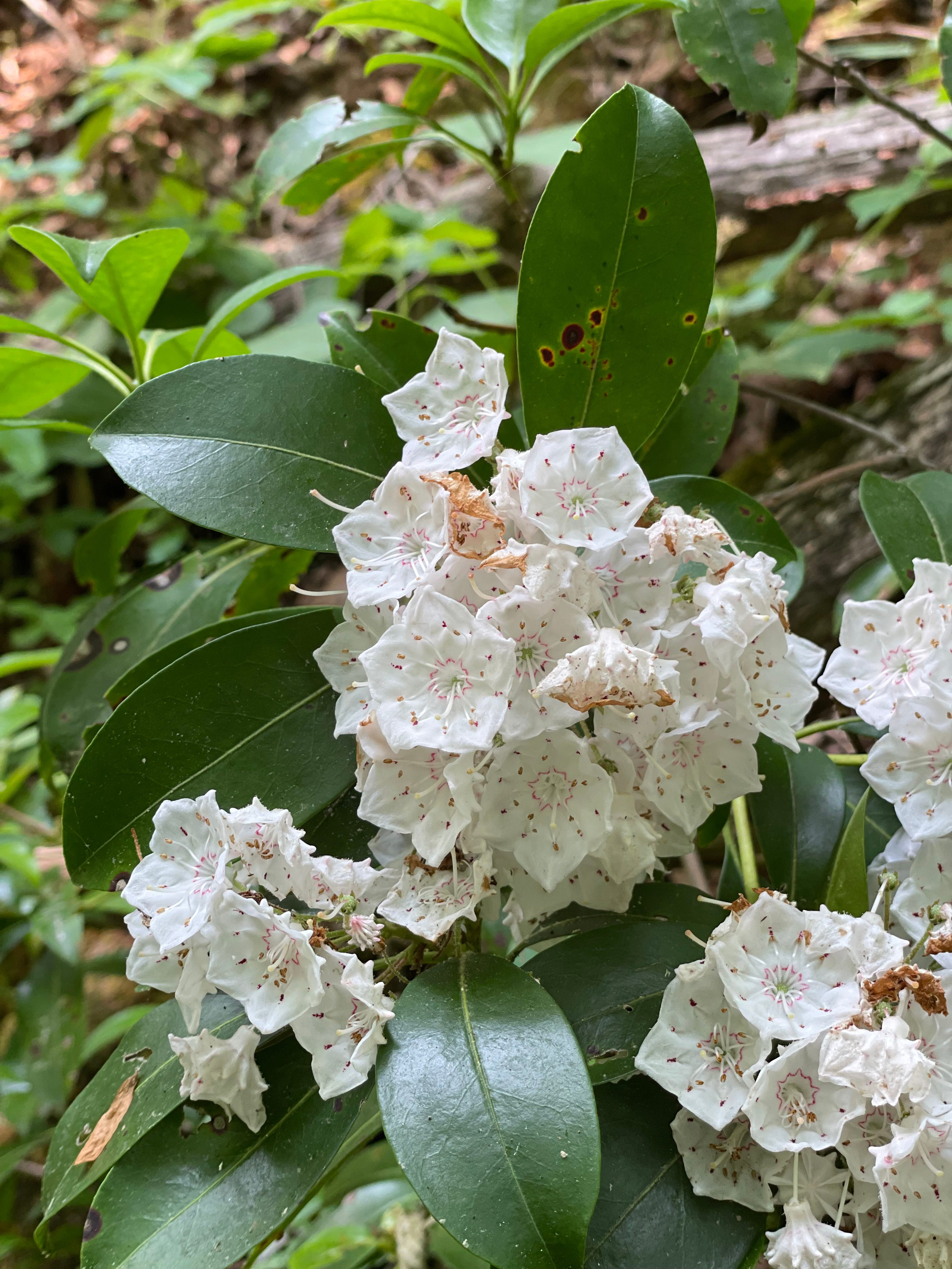 Mountain Laurel 