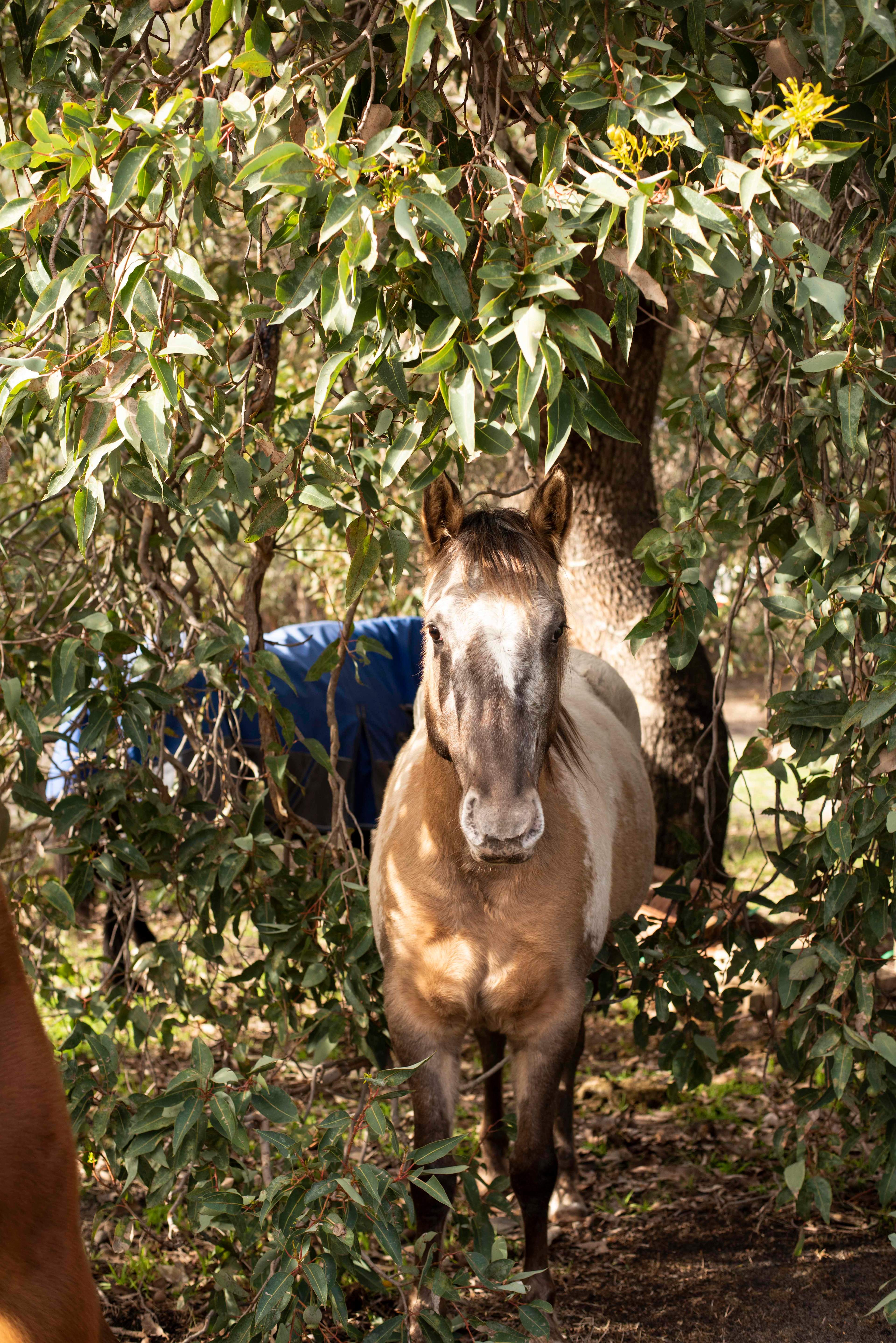 Everything Horses Ltd