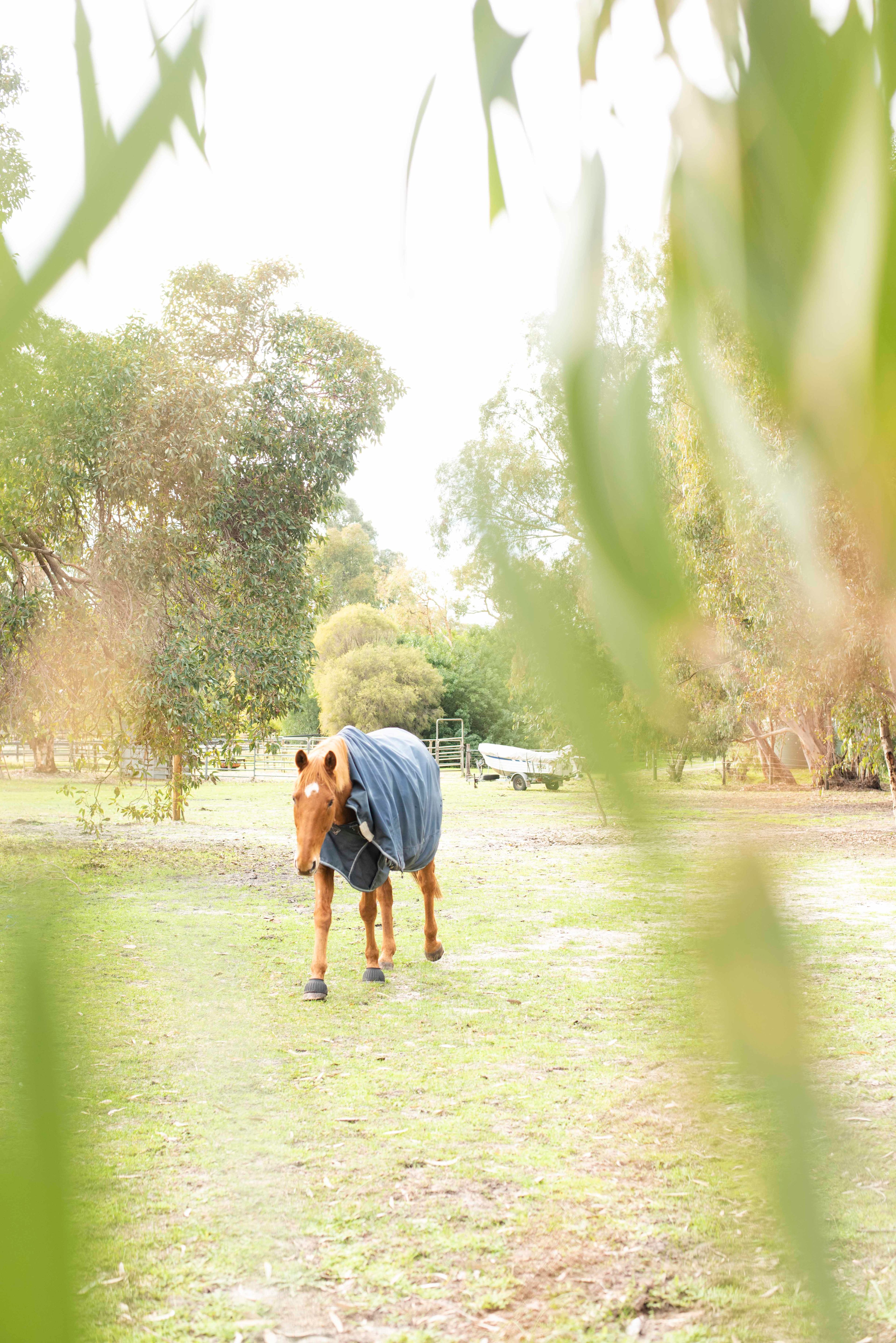 Everything Horses Ltd