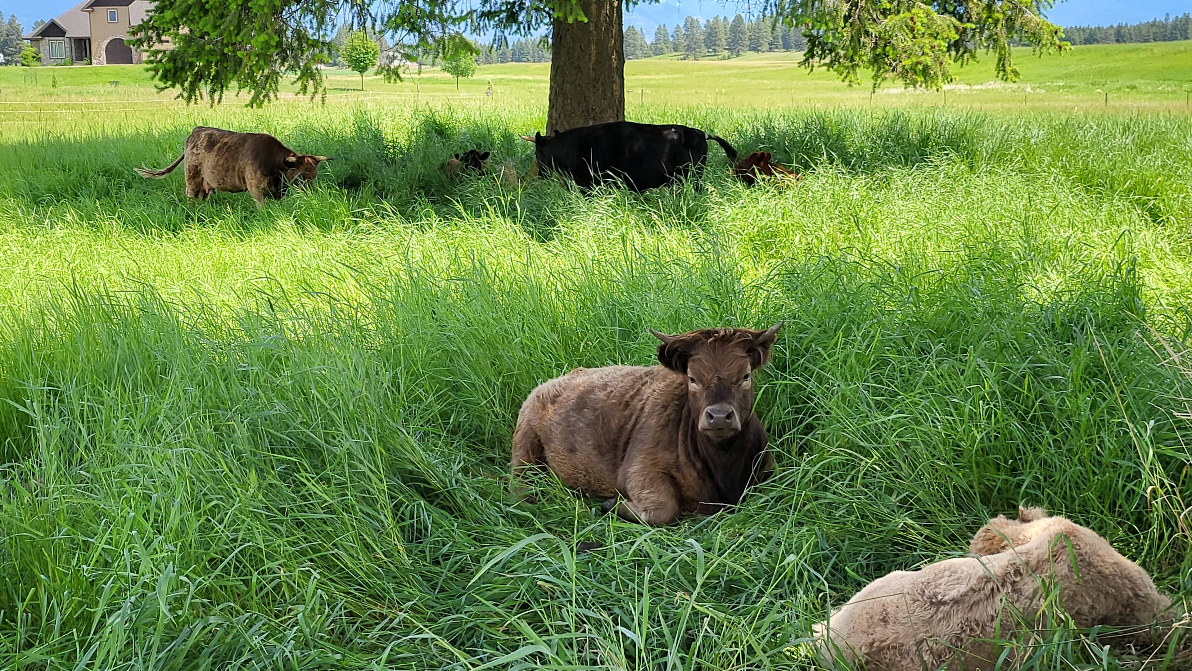 Highland Hideout