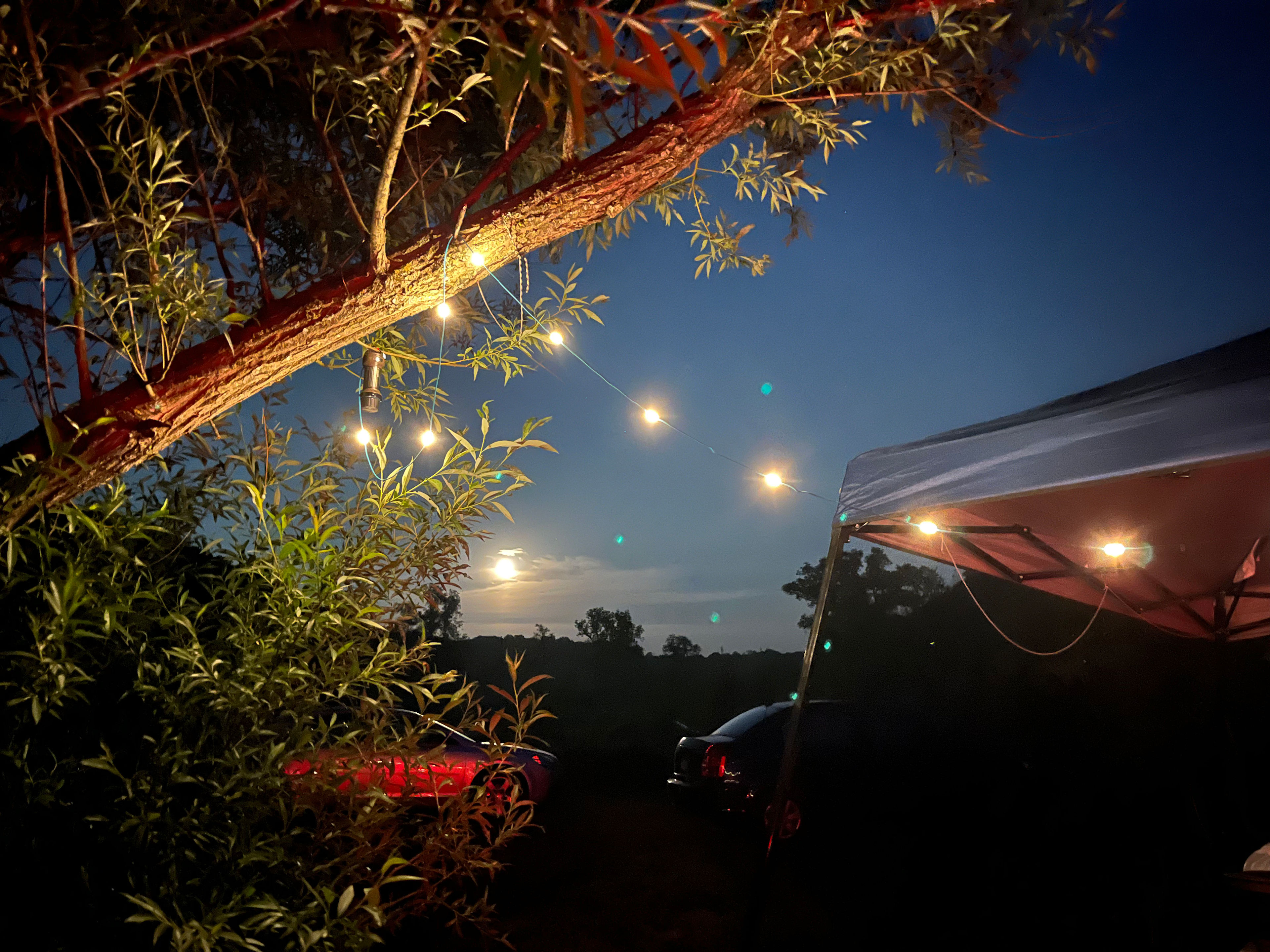 🦫 Flutterby 🦋 Farm 👩🏽‍🌾