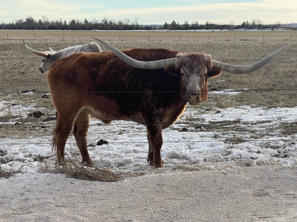 Local Longhorn 