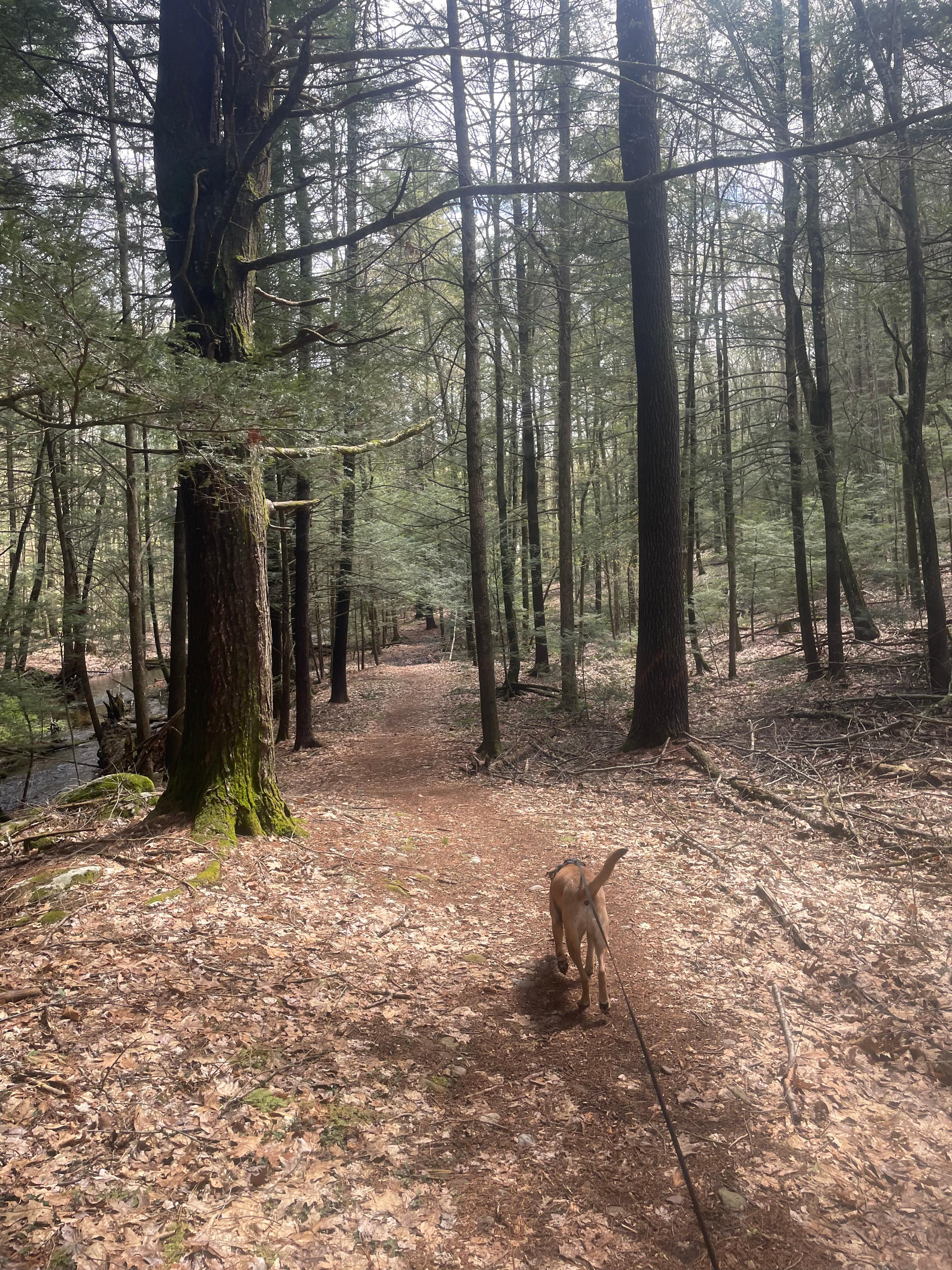 Streamside Camping in Leverett!