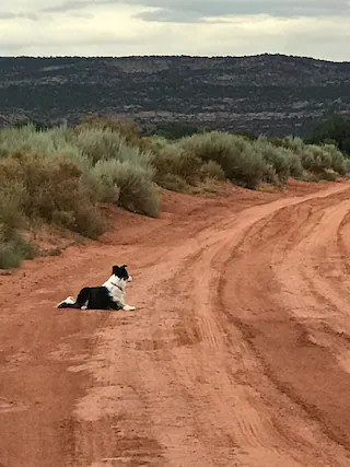 LV Bar Ranch Cabin #4 Pet Friendly