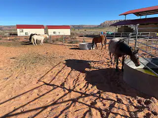 LV Bar Ranch Cabin #4 Pet Friendly
