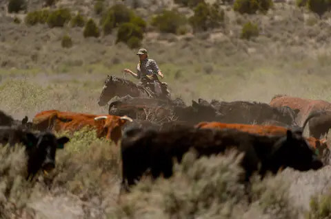 LV Bar- Finicum Ranch