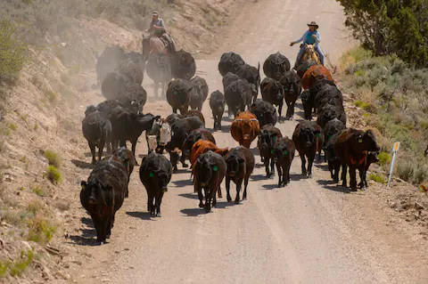 LV Bar- Finicum Ranch
