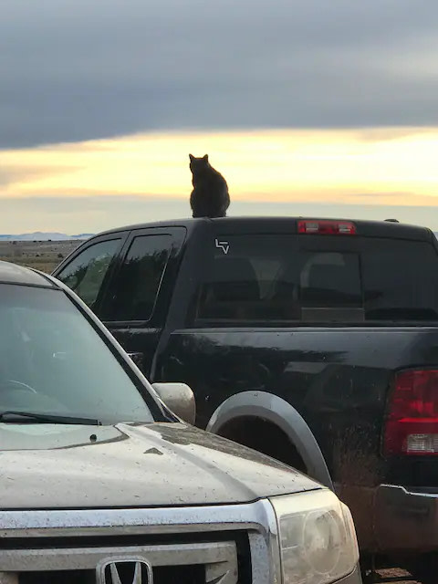 LV Bar- Finicum Ranch