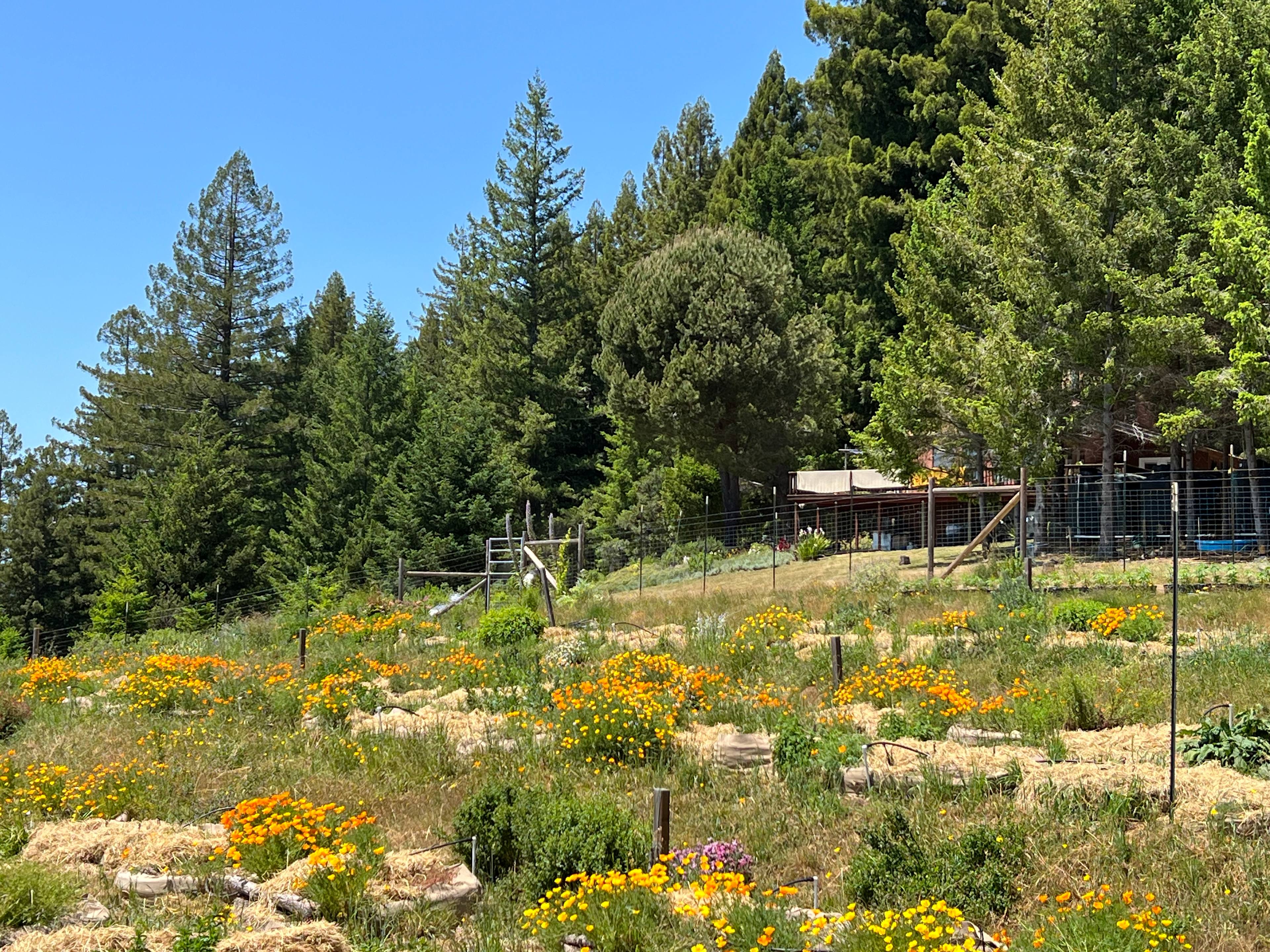 Open Gate Homestead