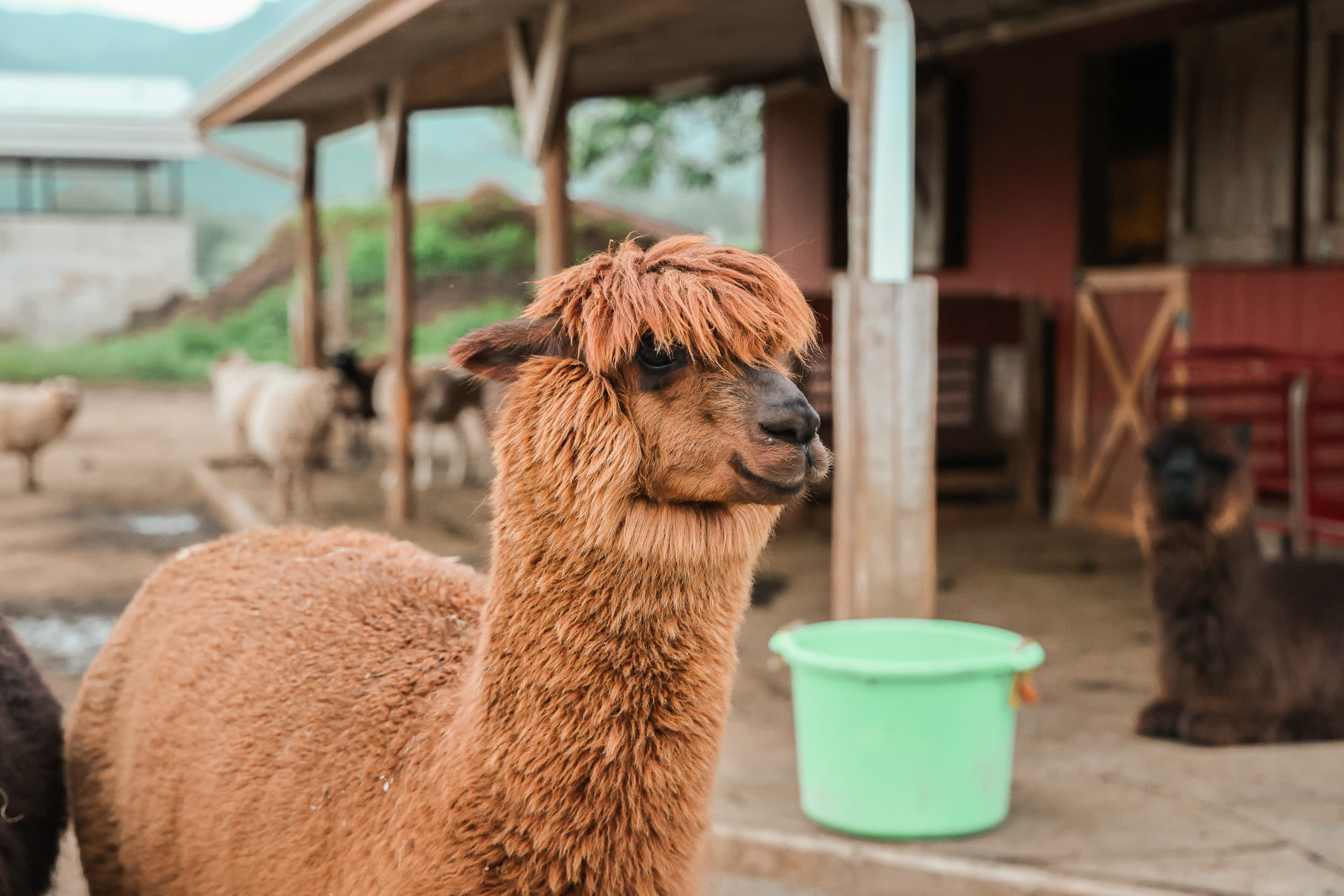 Llama 