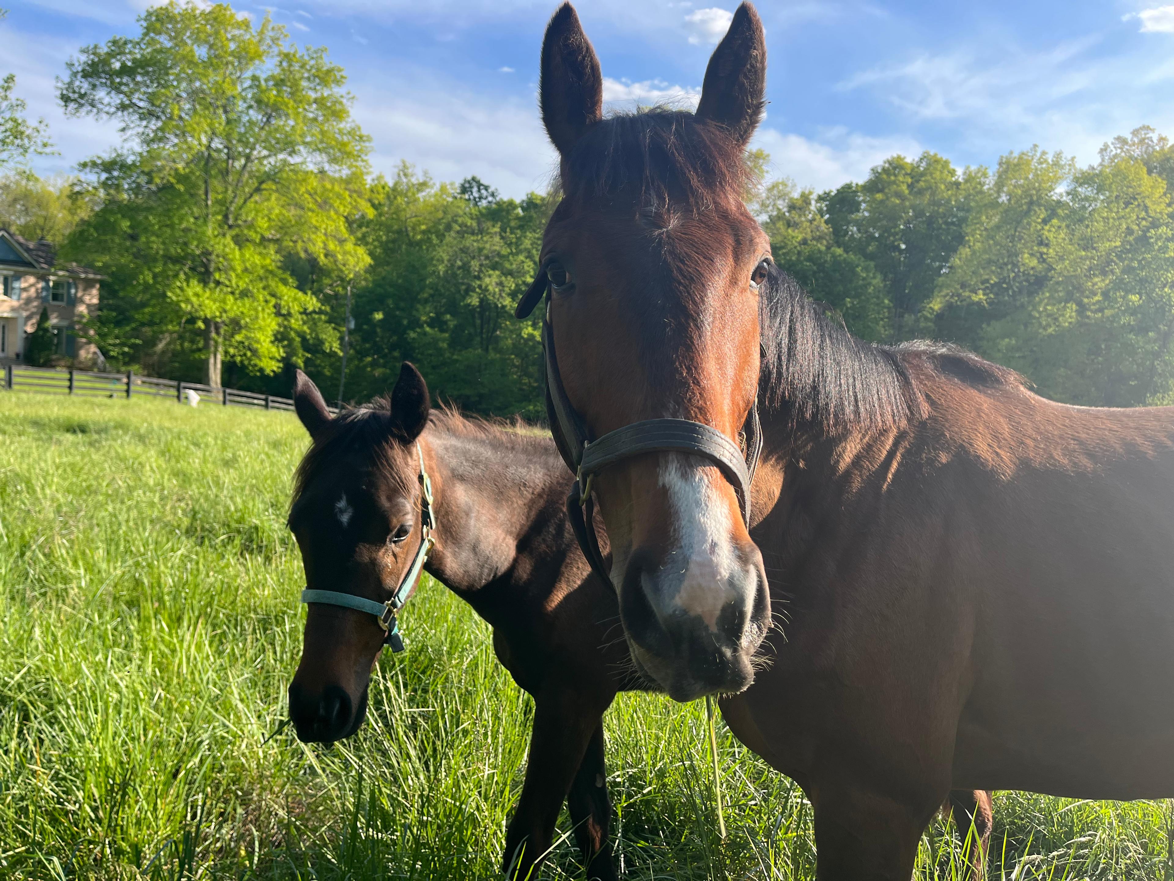 Flat Rock Farm