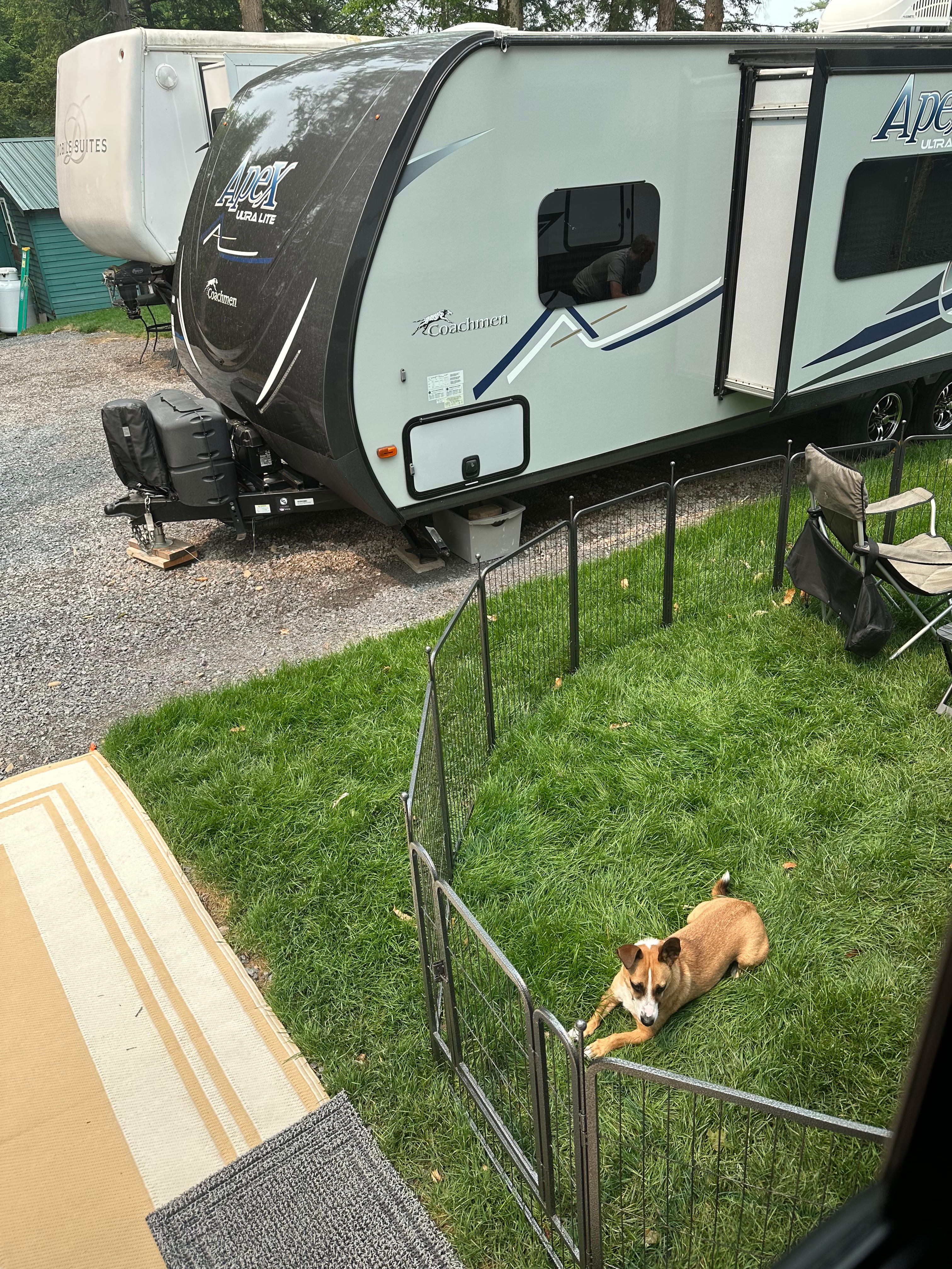 Our dog enjoying the view