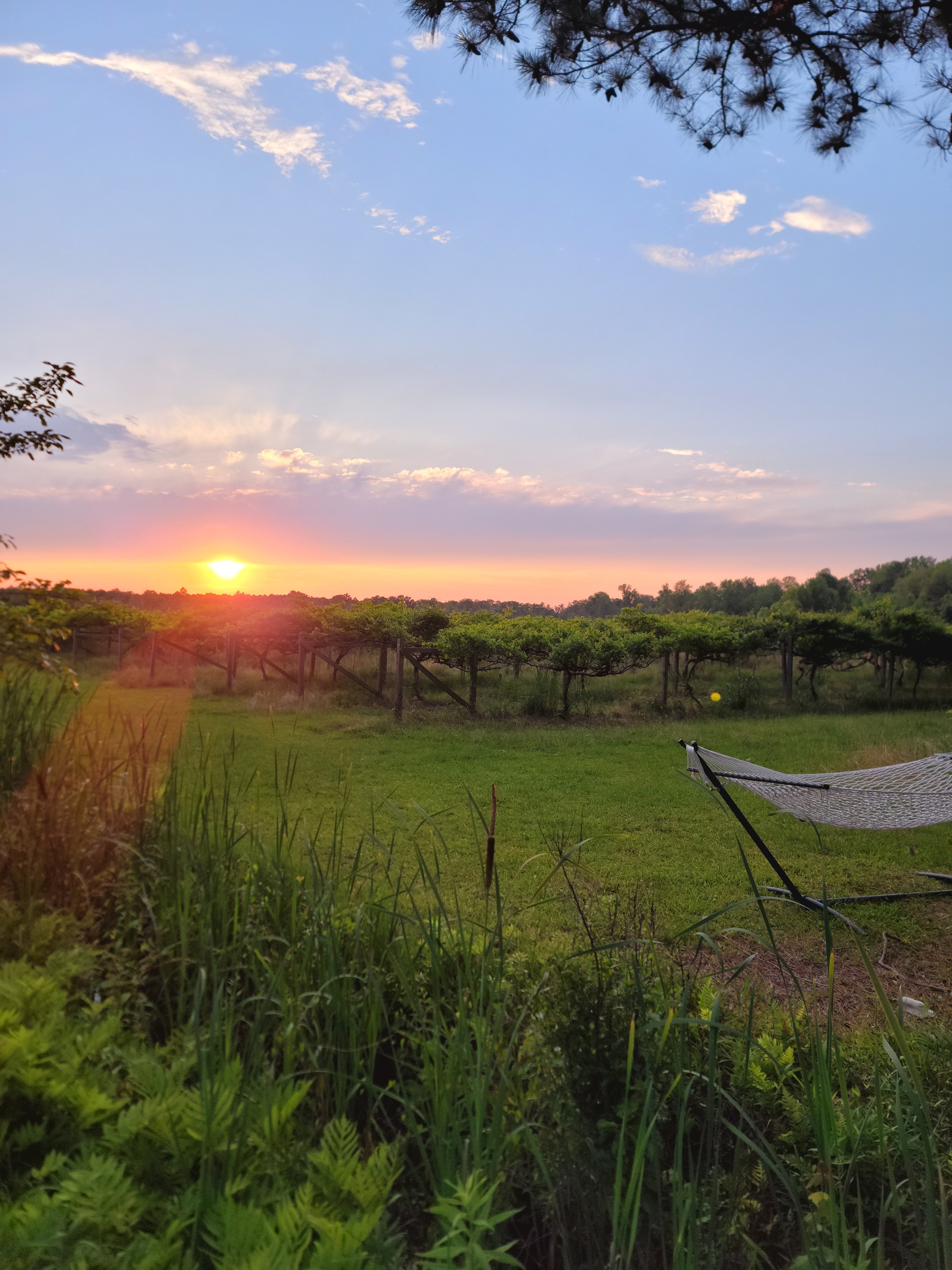Phoenix Farms Vineyard